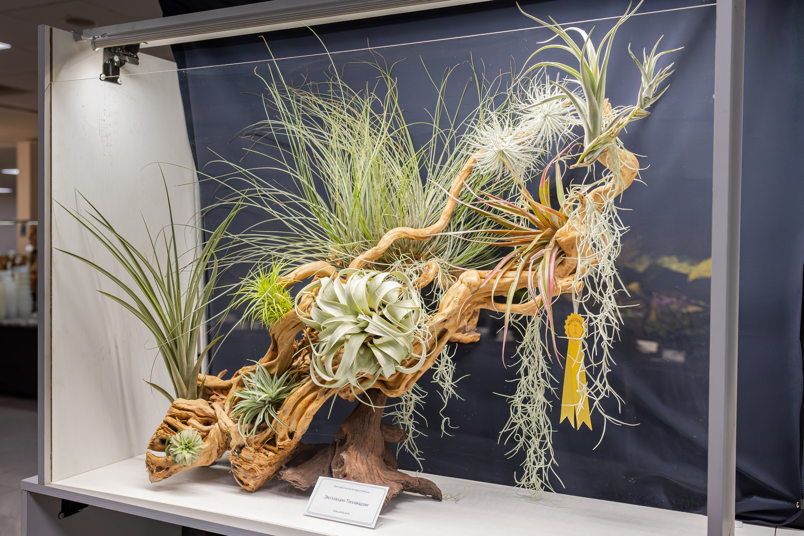 Монстериум апрель 2026. Александра Куликова фотограф, Москва