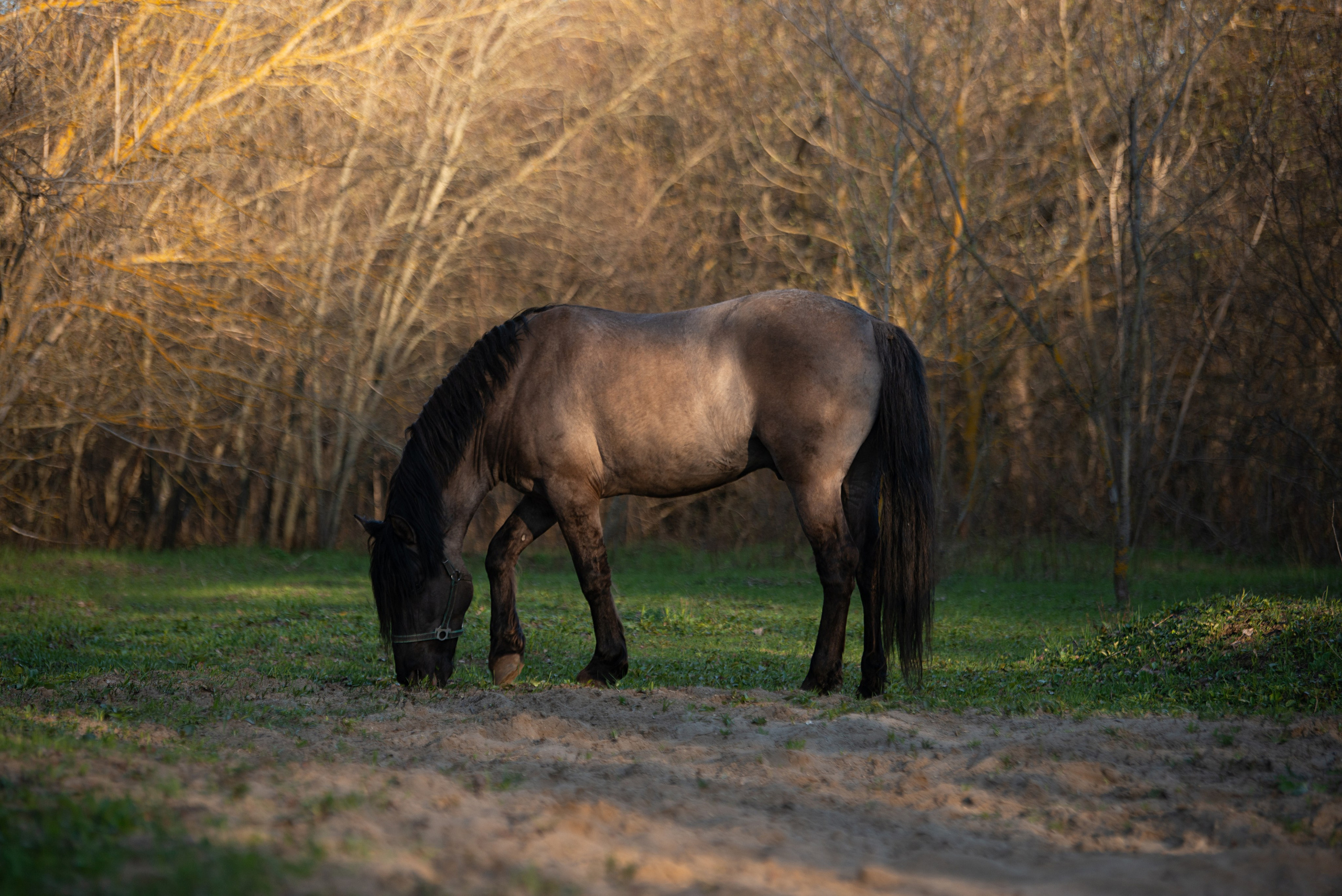 Вятка Исток. Конный фотограф в Саратове Юлия Иванова