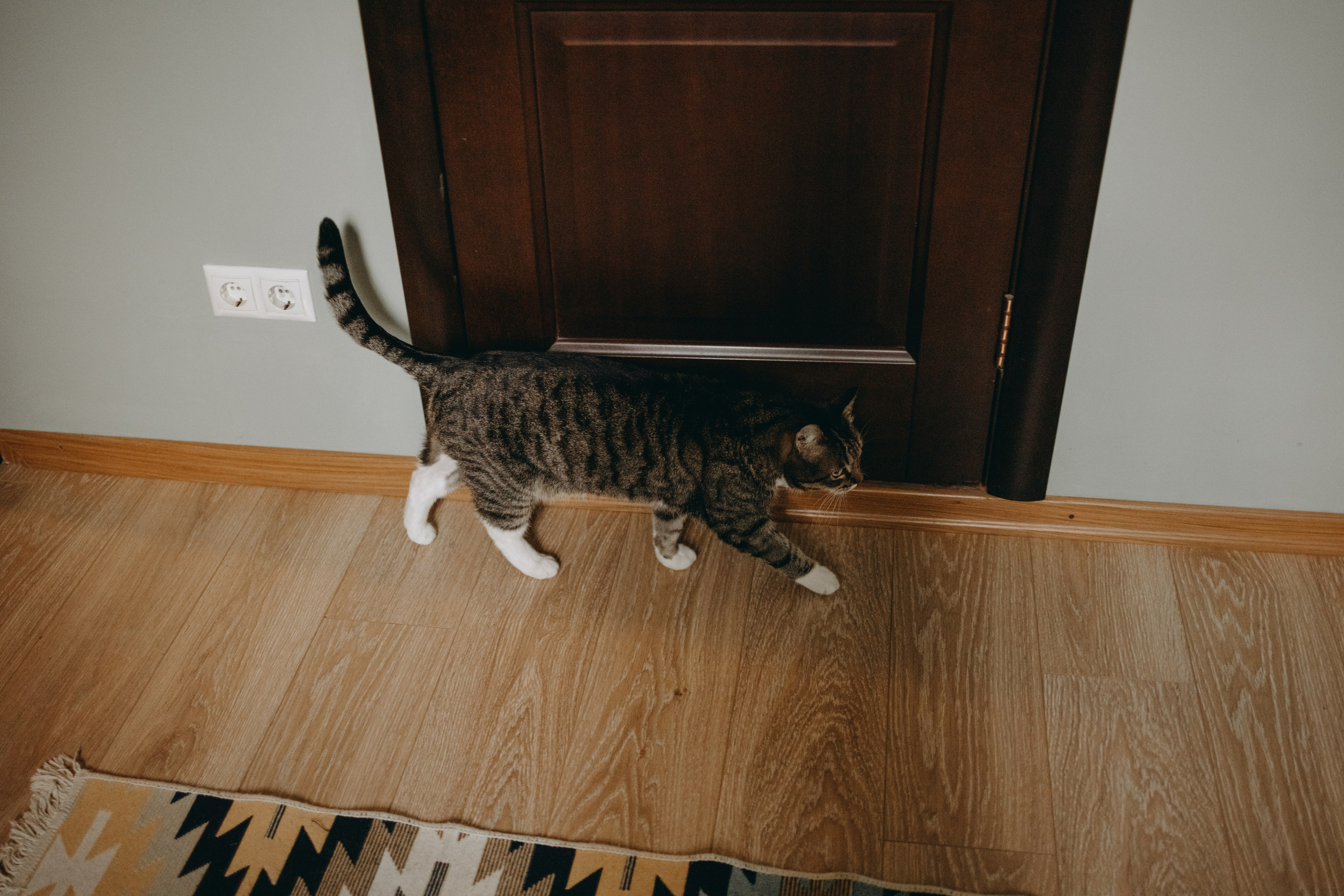 Софа и ее хвостики. Фотограф — Анималист | Санкт-Петербург