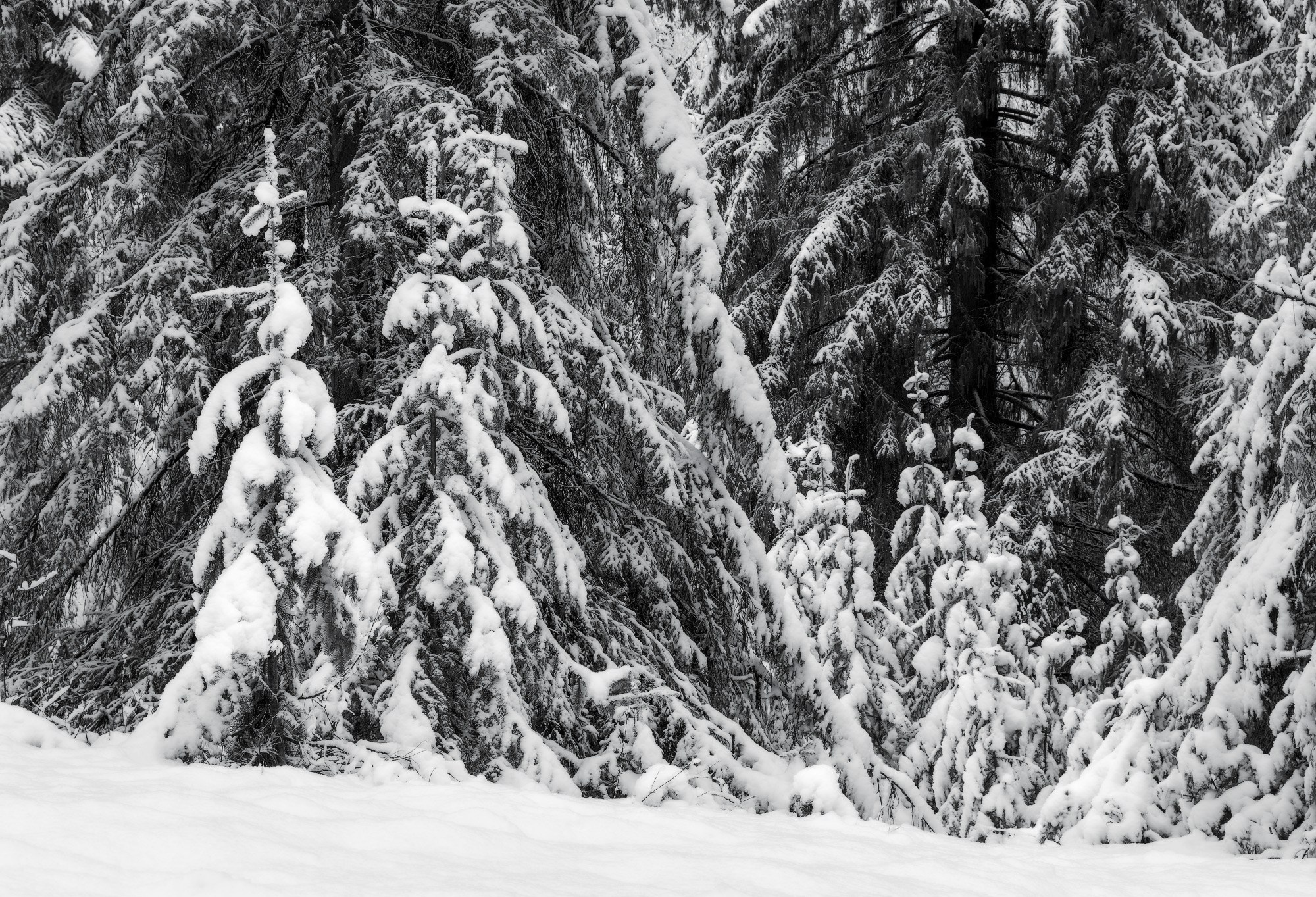 Фото леса, покрытого снегом в окрестностях поселка Черноисточинск.