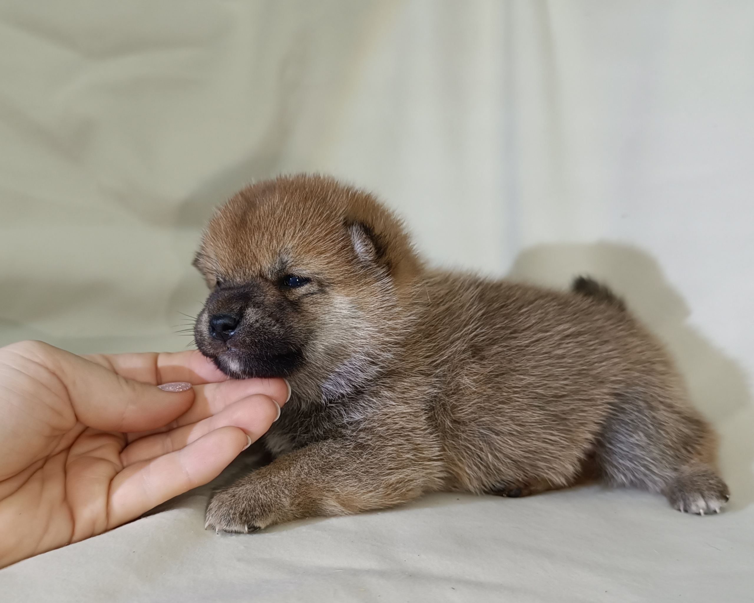 сиба питомник Рубилайт щенки на продажу rubylight  сиба щенки купить СПб Санкт-Петербург 