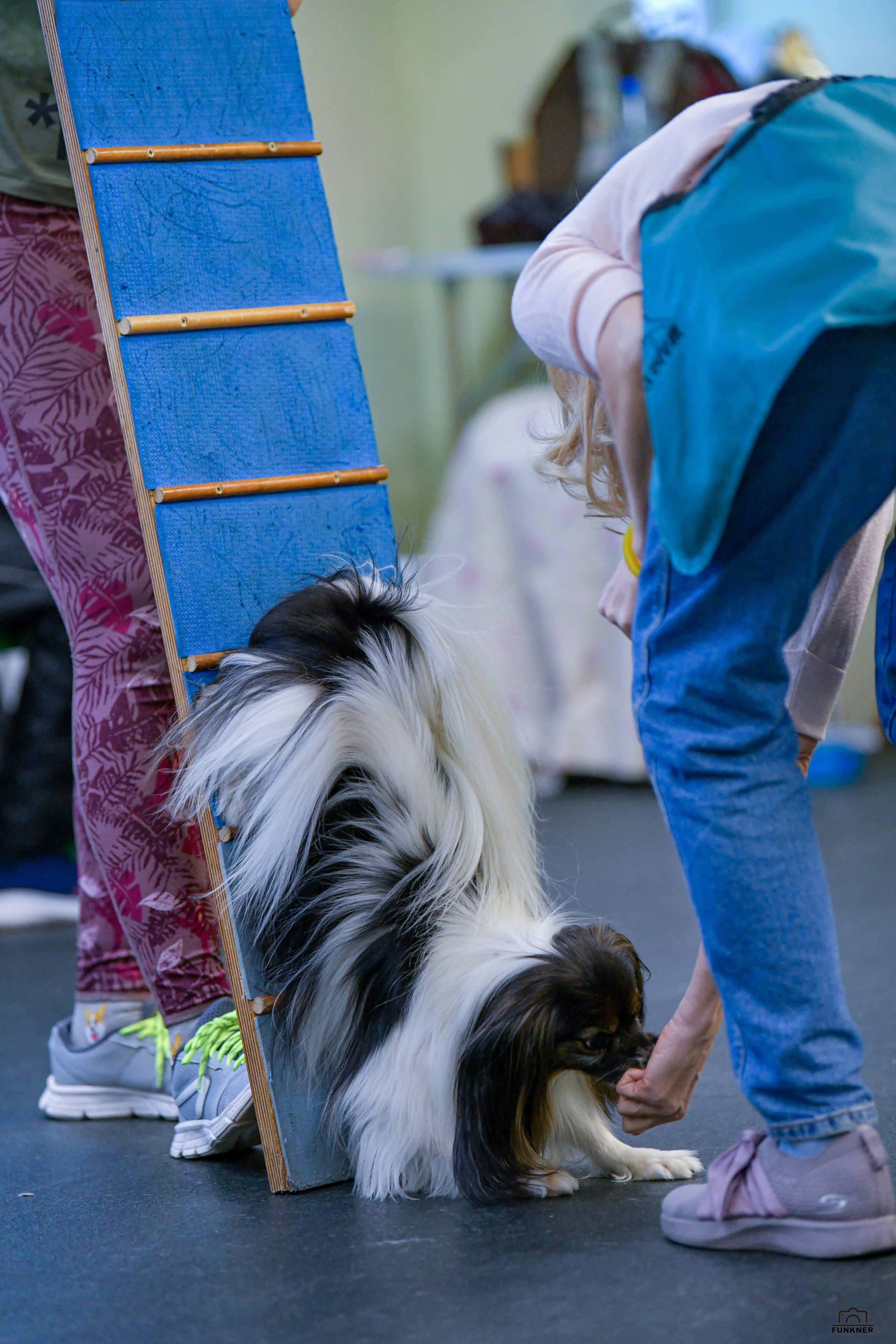 Кинологический клуб «Бодрый хвост». Свой взгляд через объектив