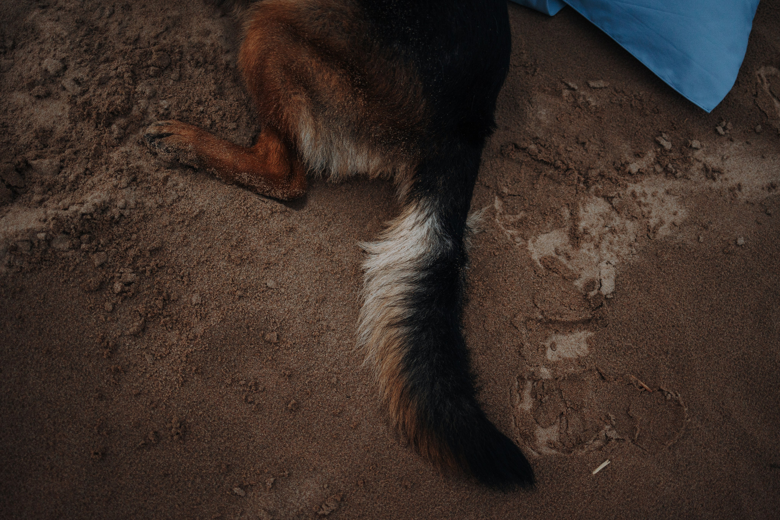 Катя и Агат. Фотограф — Анималист | Санкт-Петербург