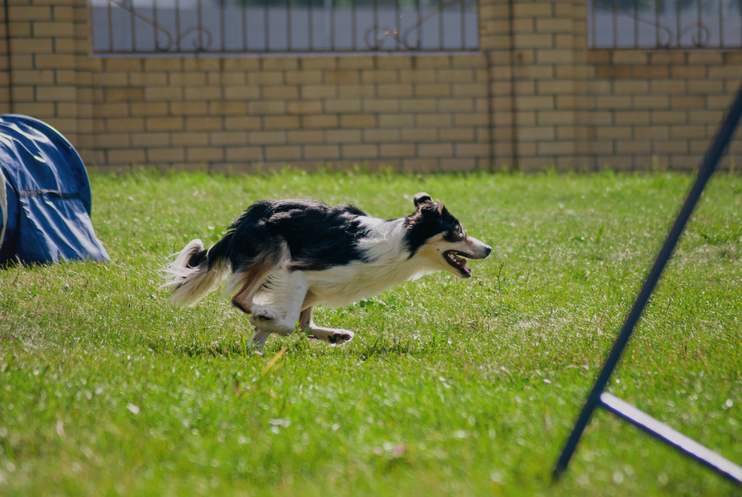 Аджилити. Фотограф в Тюмени Лизавета Сапицкая