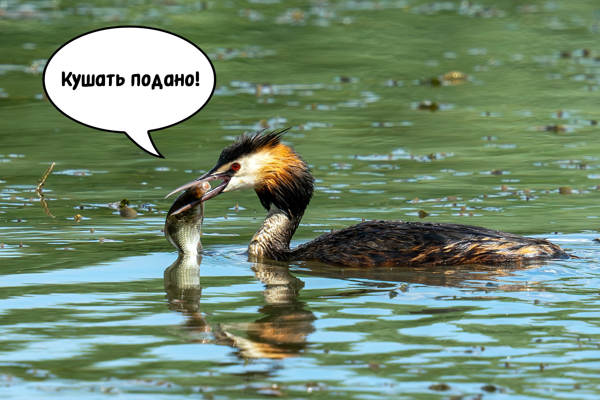 Удивительные мир птиц. Вокруг нас столько прекрасного — присмотритесь!. Ваш личный фотограф Марина Волкова