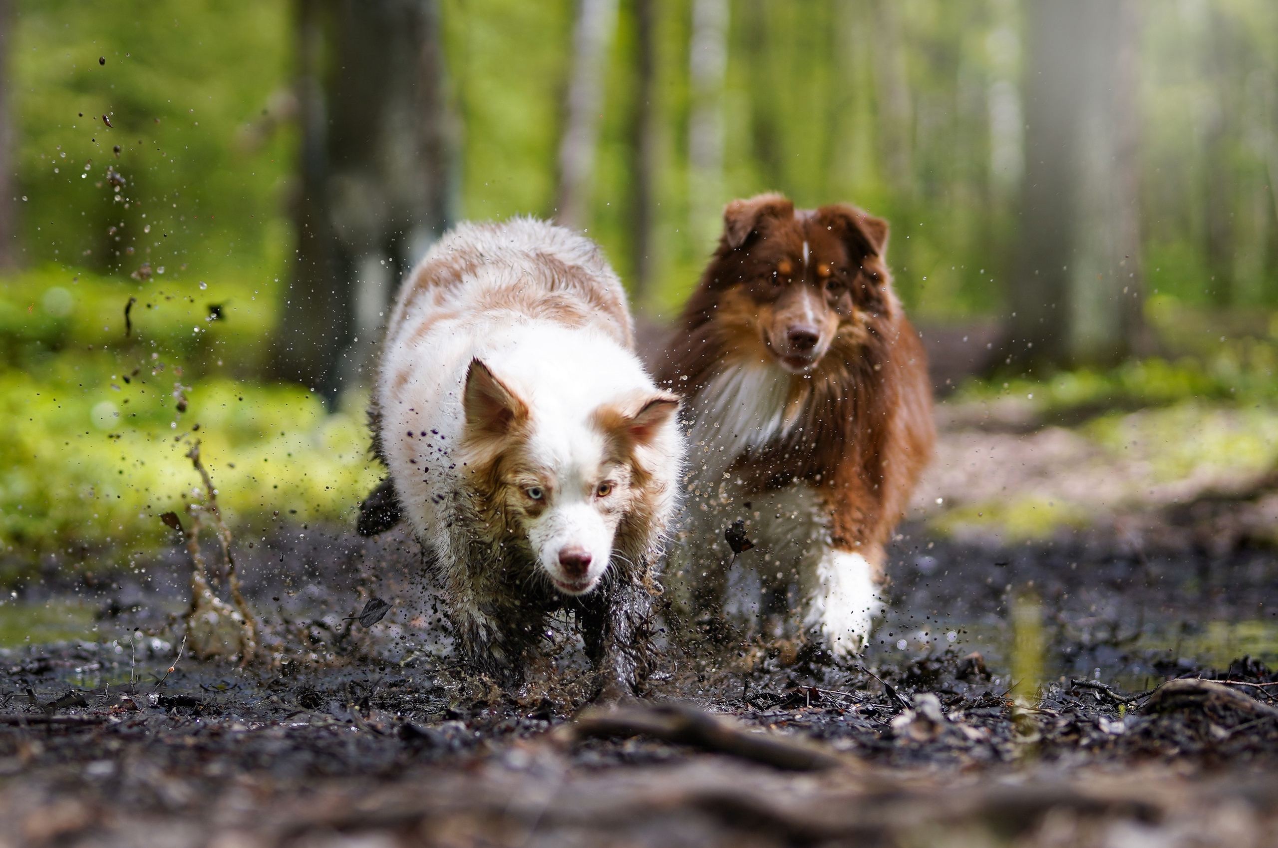 Рокки и Гермиона. Фотограф-анималист в Санкт-Петербурге Яна Мартынова