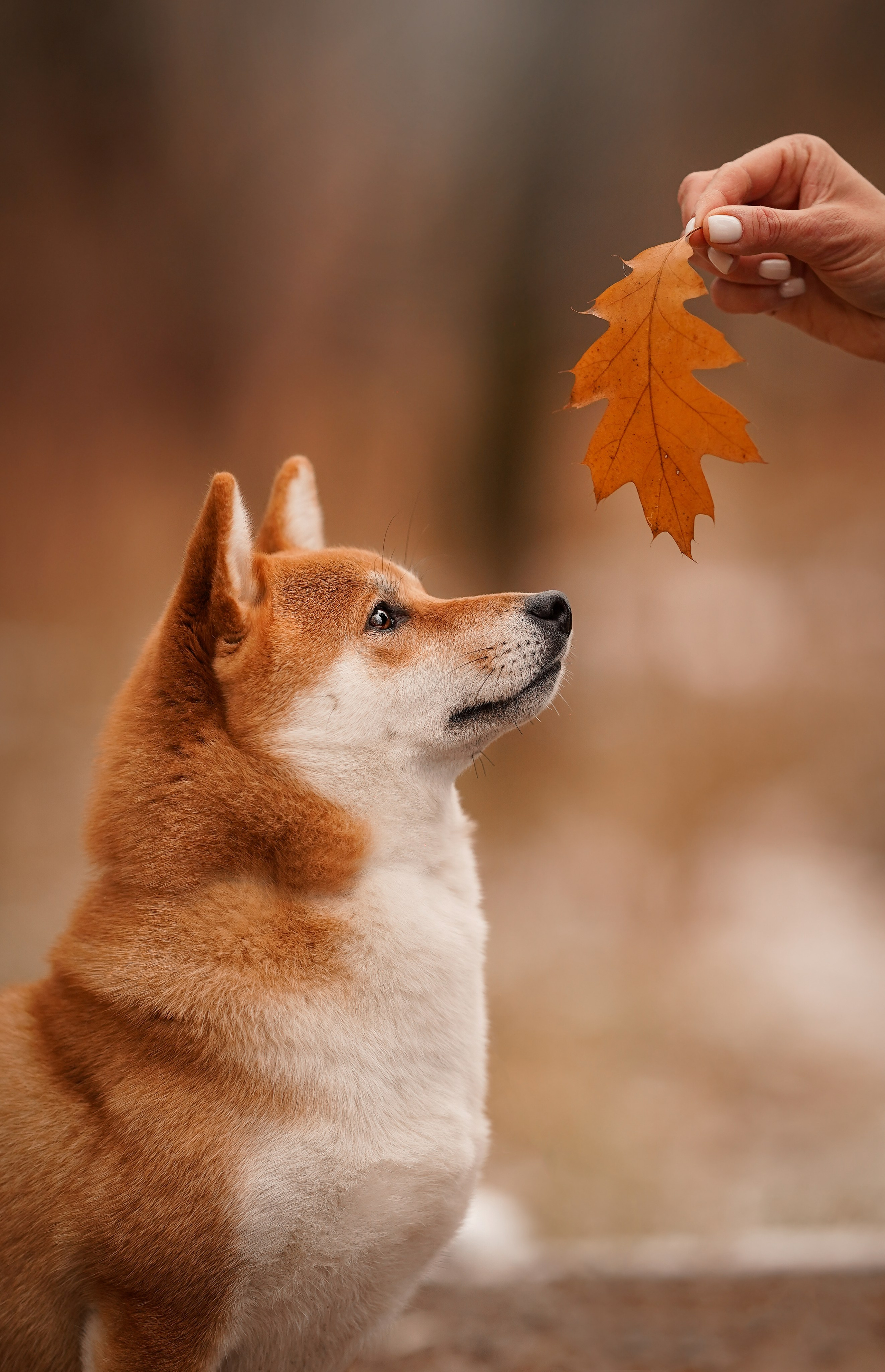 Алина и Юми. Фотограф-анималист в Санкт-Петербурге Яна Мартынова