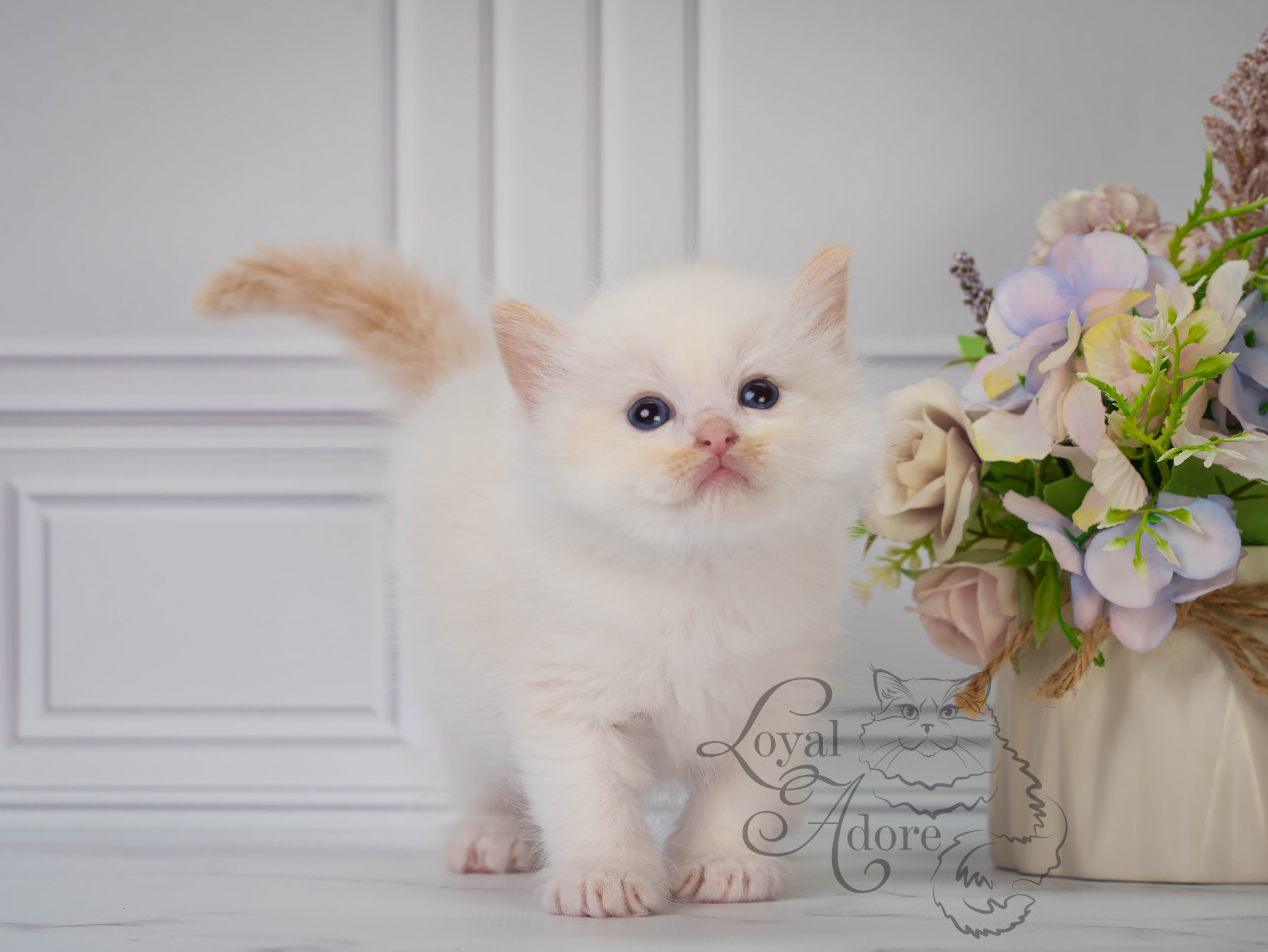 Все свободные котята. Питомник рэгдолл Loyal Adore