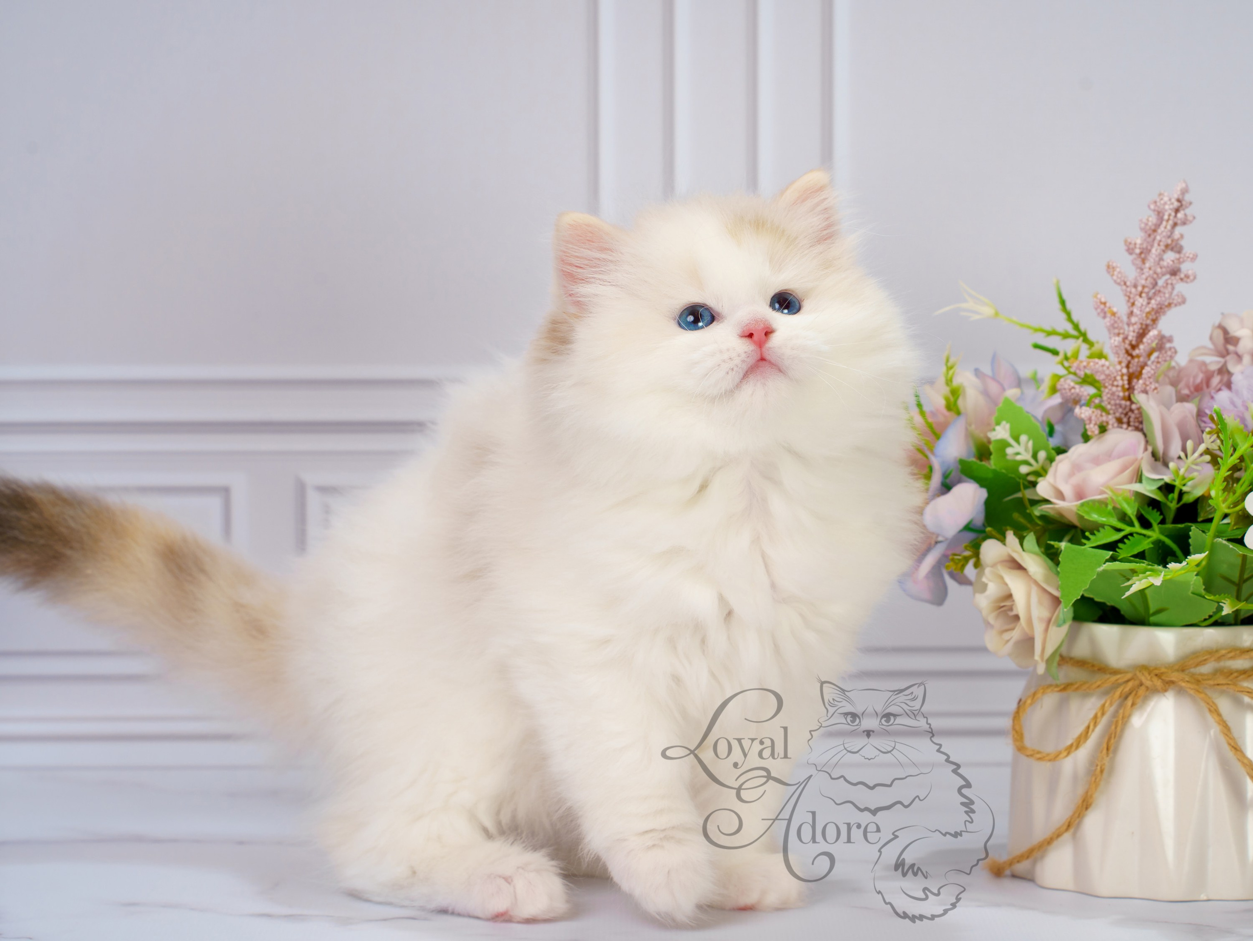 Котята рэгдолл от Loyal Adore. Питомник рэгдолл Loyal Adore