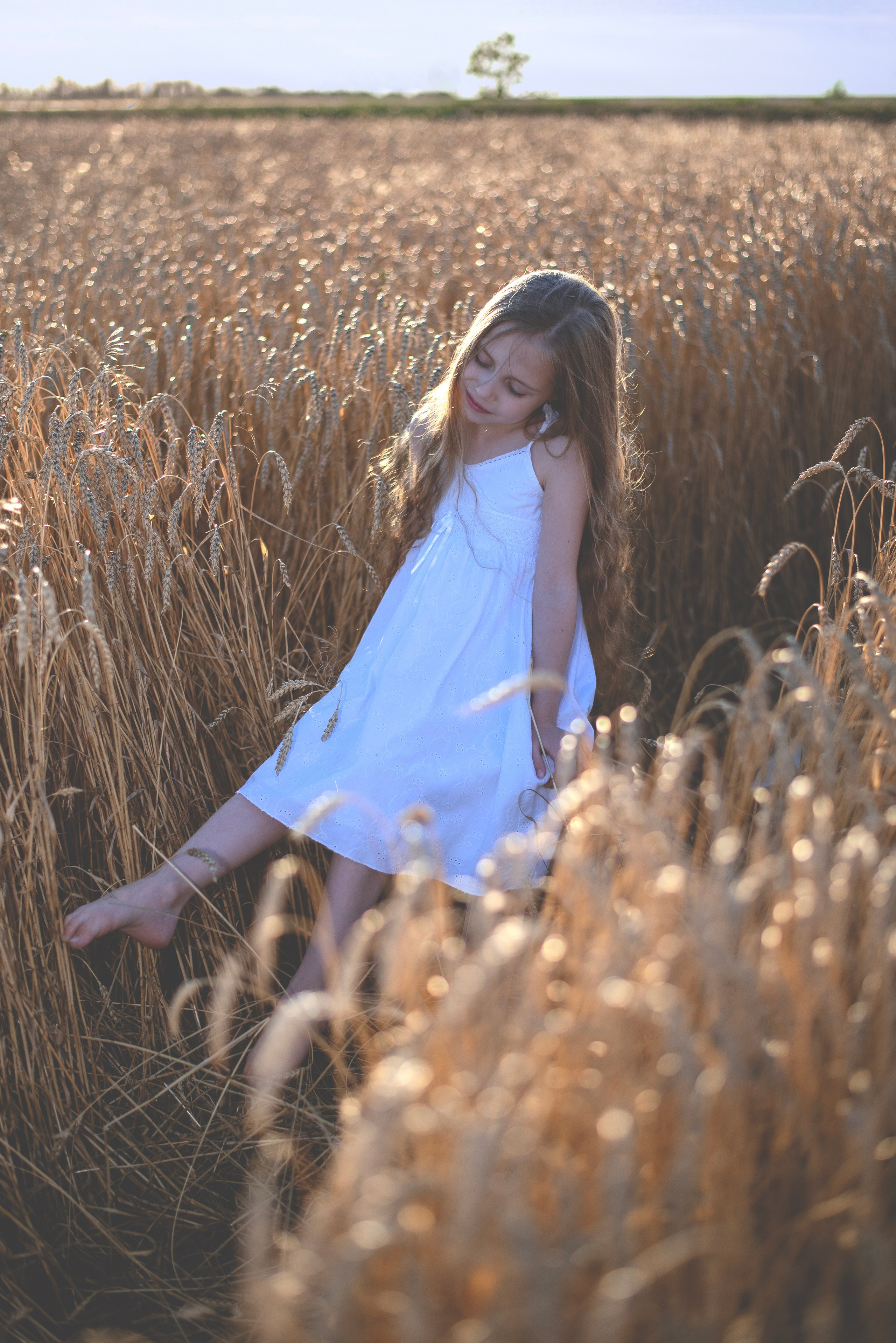 Поле пшеницы. Главная