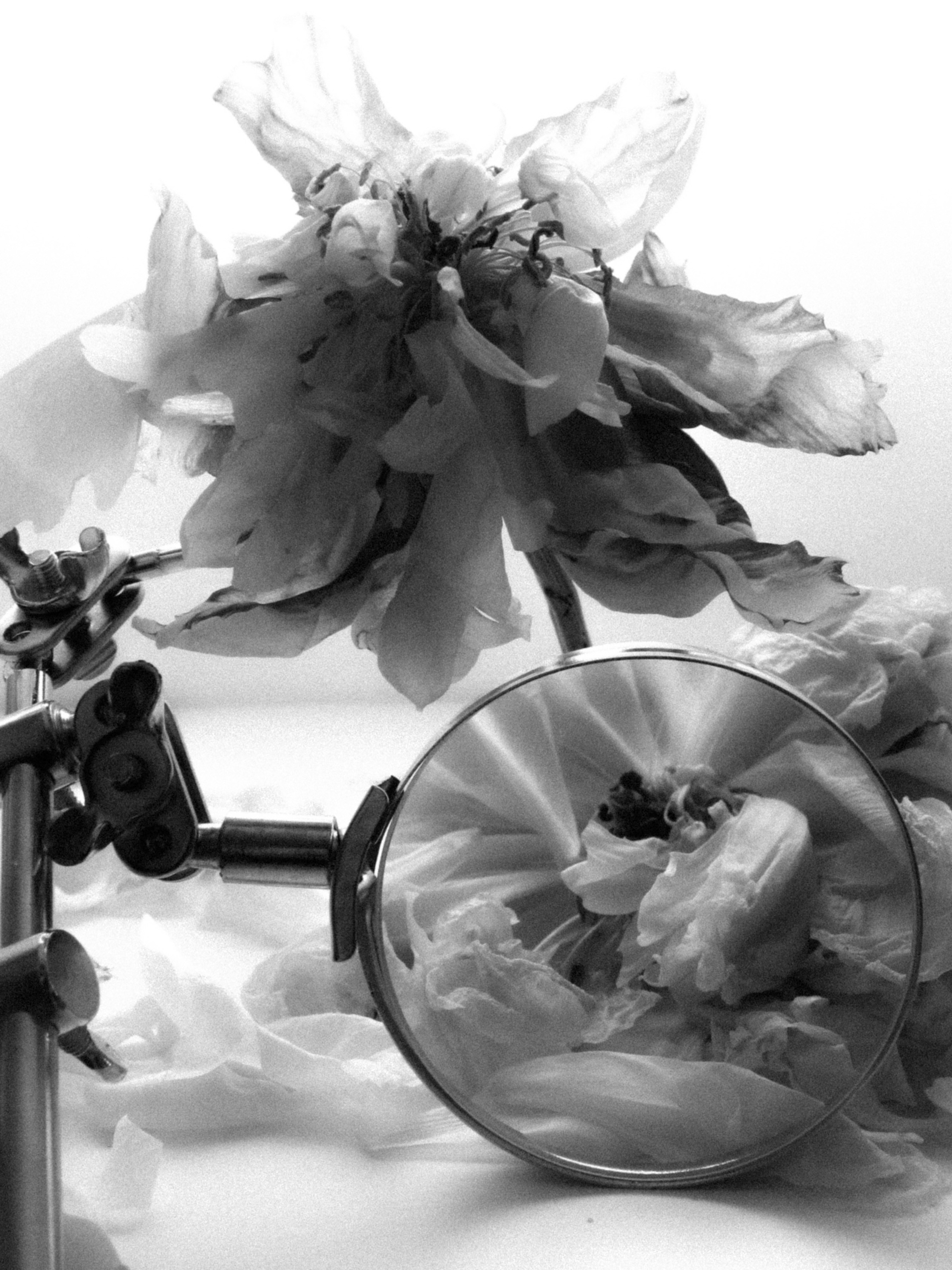 DYING BEAUTY. Фотограф Москва Грошева Софья