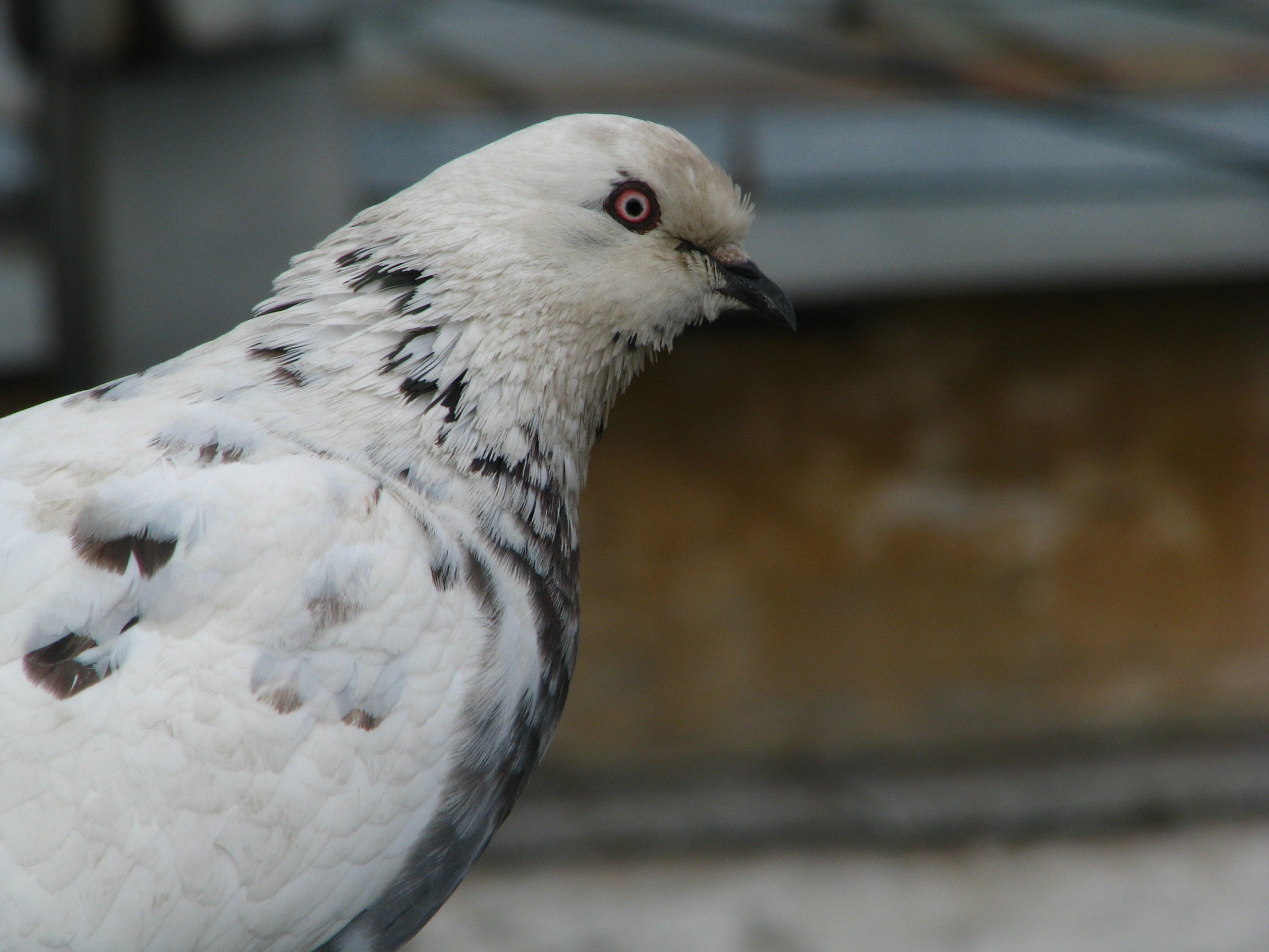 Природа. Животные. Фотограф в Санкт-Петербурге Александр Костюнин