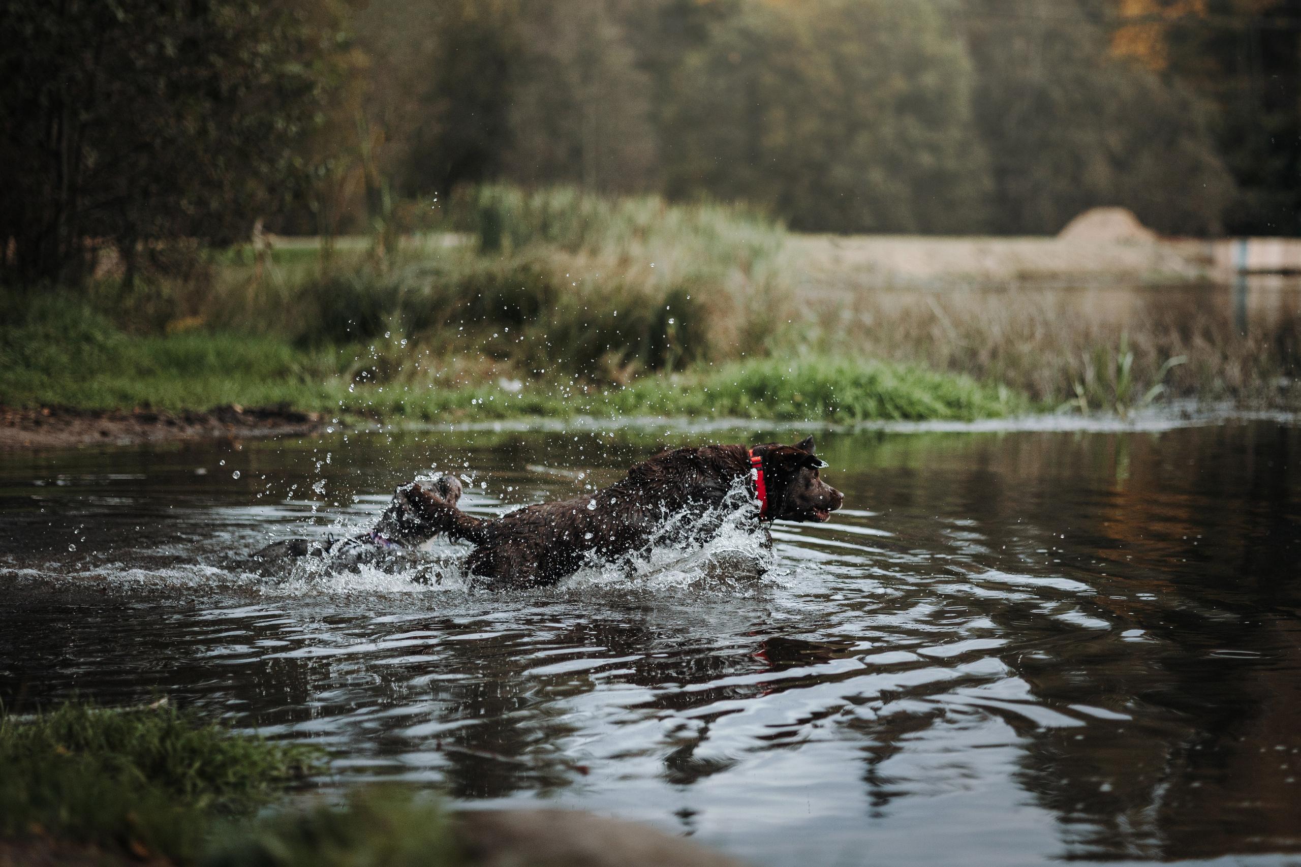 Девочки и их семья. Фотограф — Анималист | Санкт-Петербург