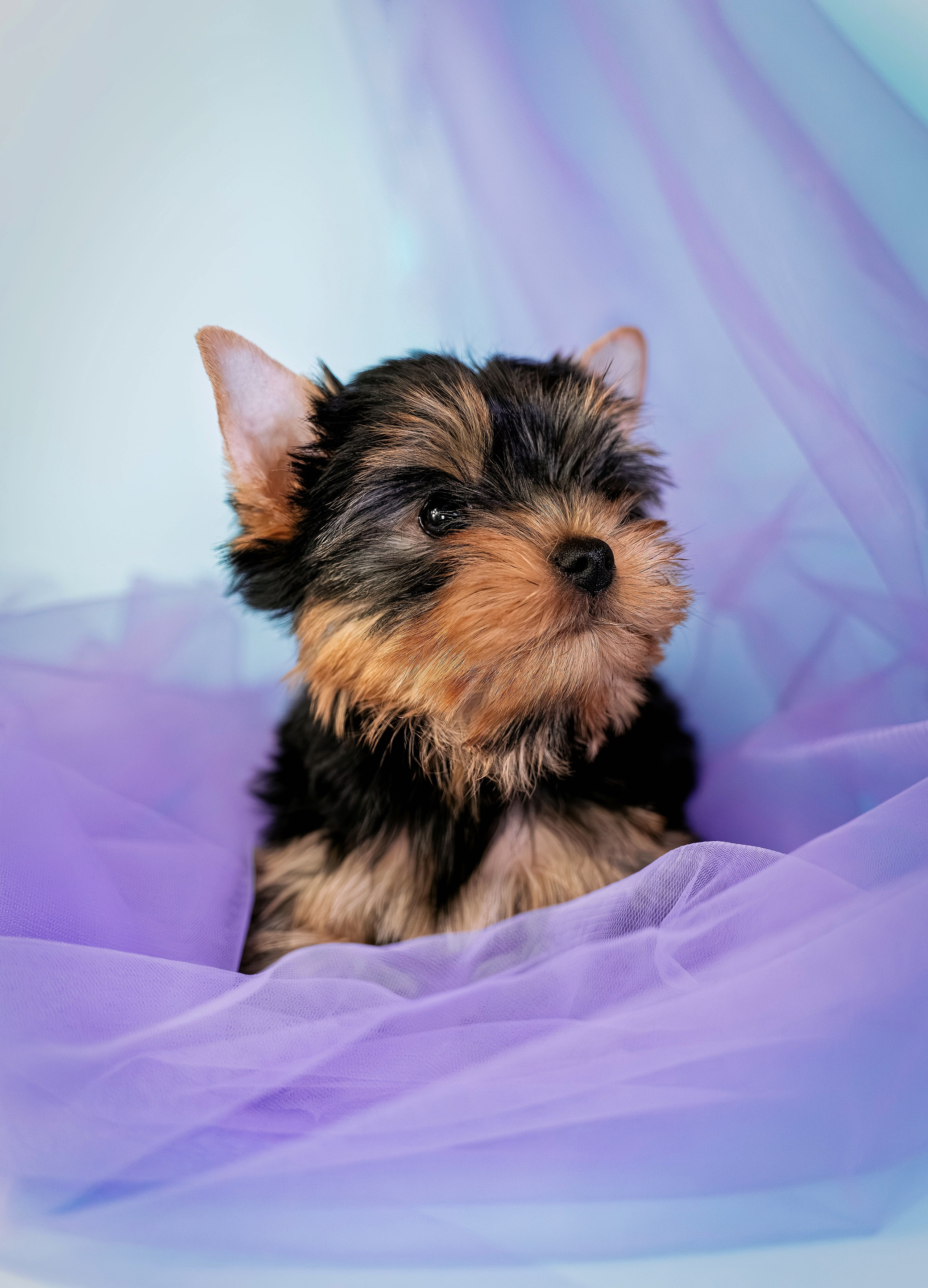 Щенки. Семейный фотограф анималист г. Находка