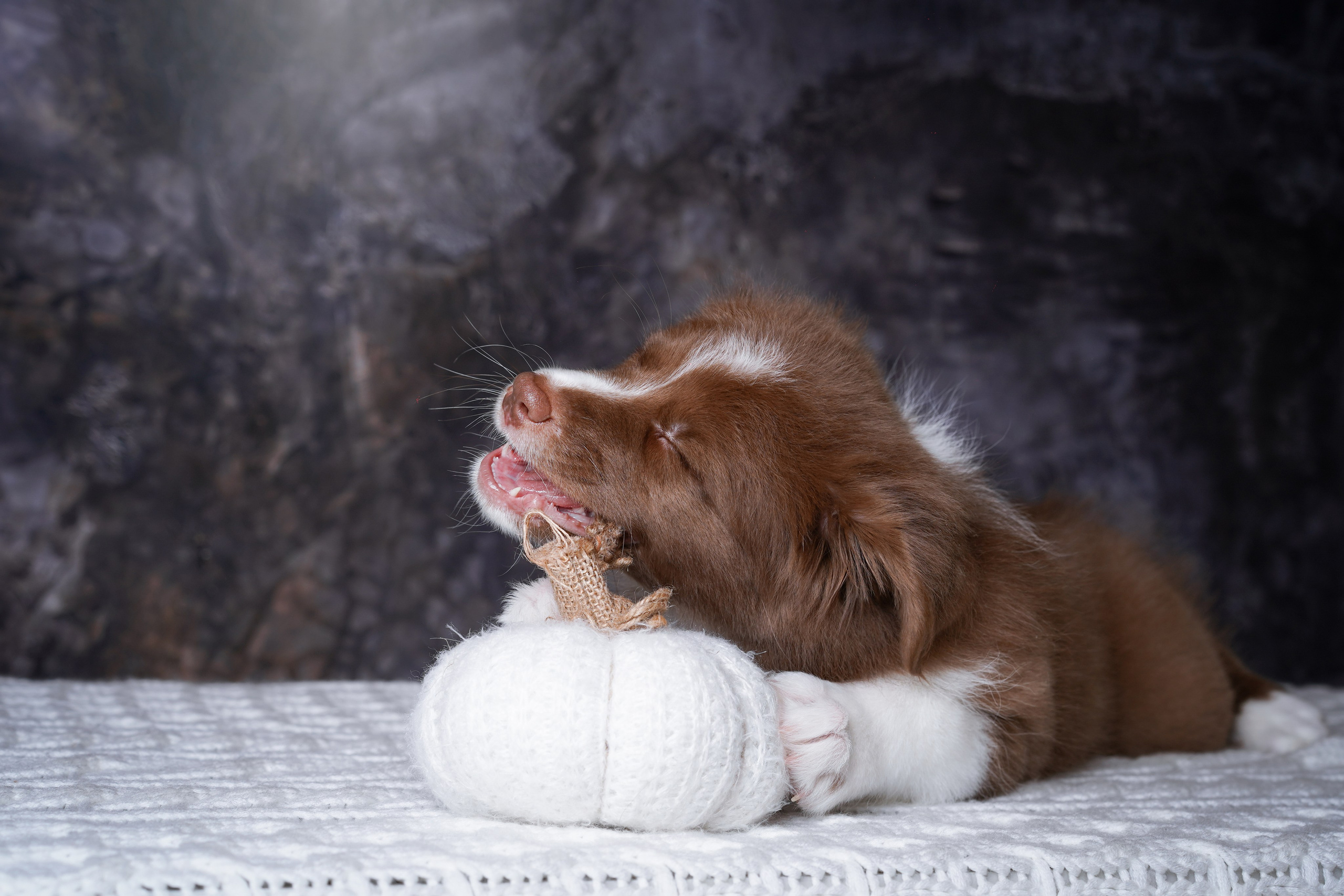 Щенки аусси. Фотограф-анималист в Санкт-Петербурге Яна Мартынова