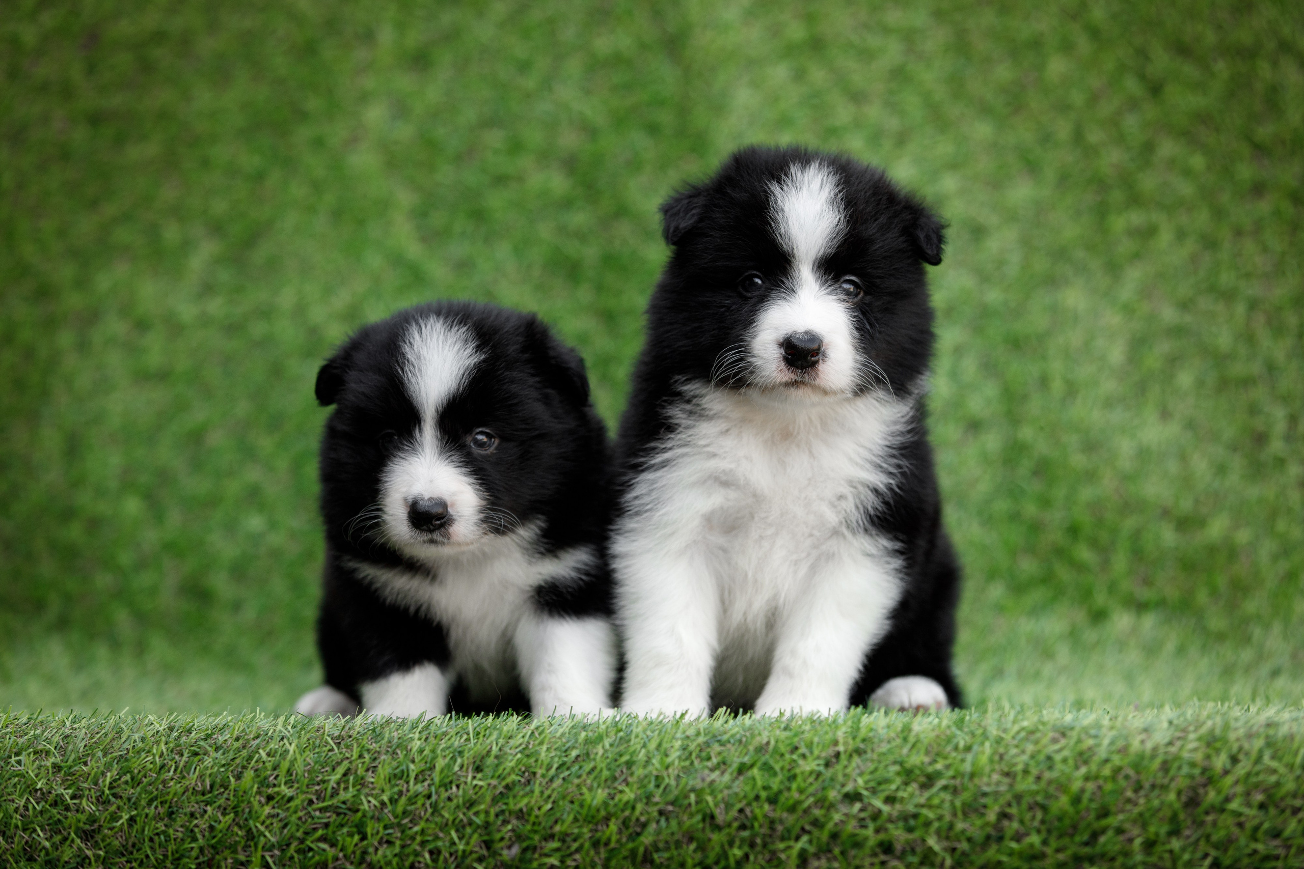 Смешарики. О нас