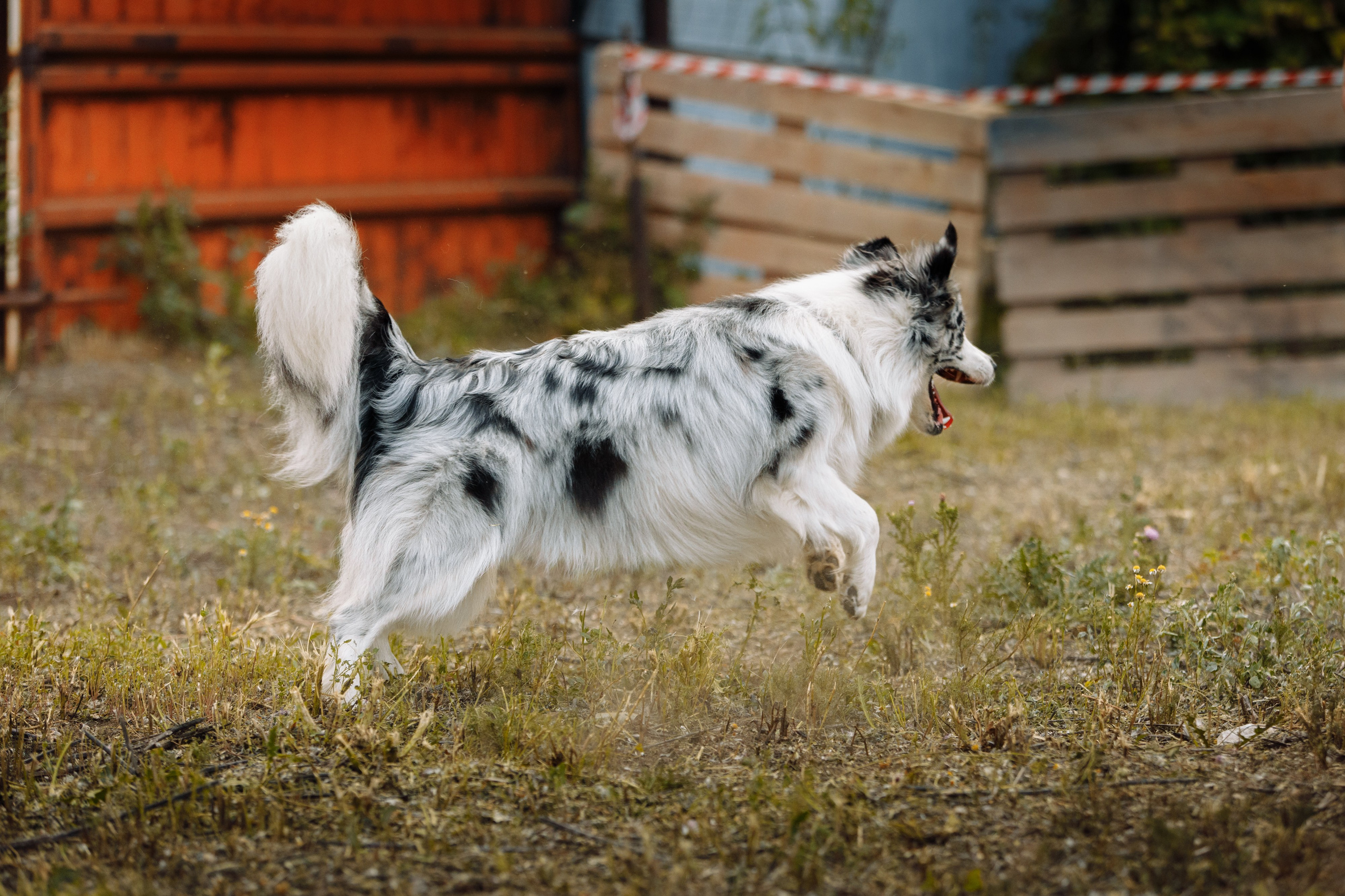Овечий день. О нас