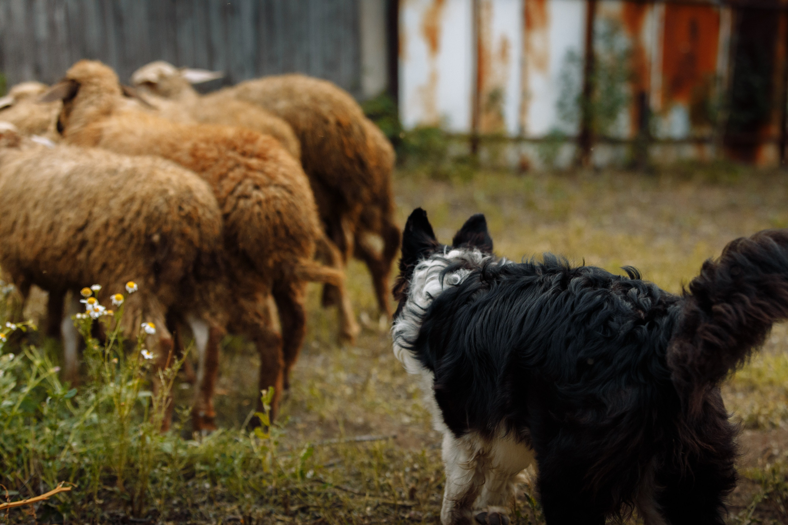 Овечий день. О нас