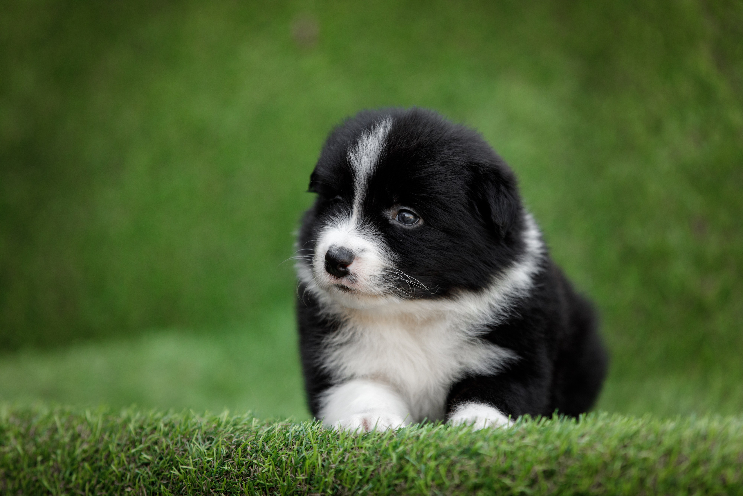 Смешарики. О нас