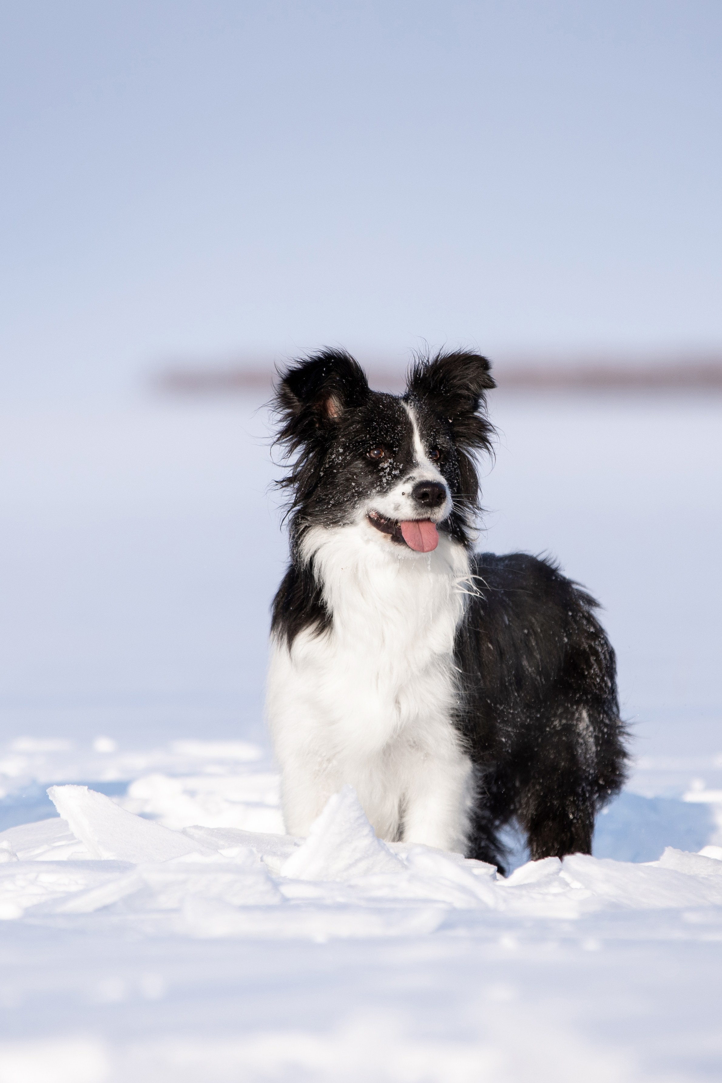 Мороз и солнце. О нас