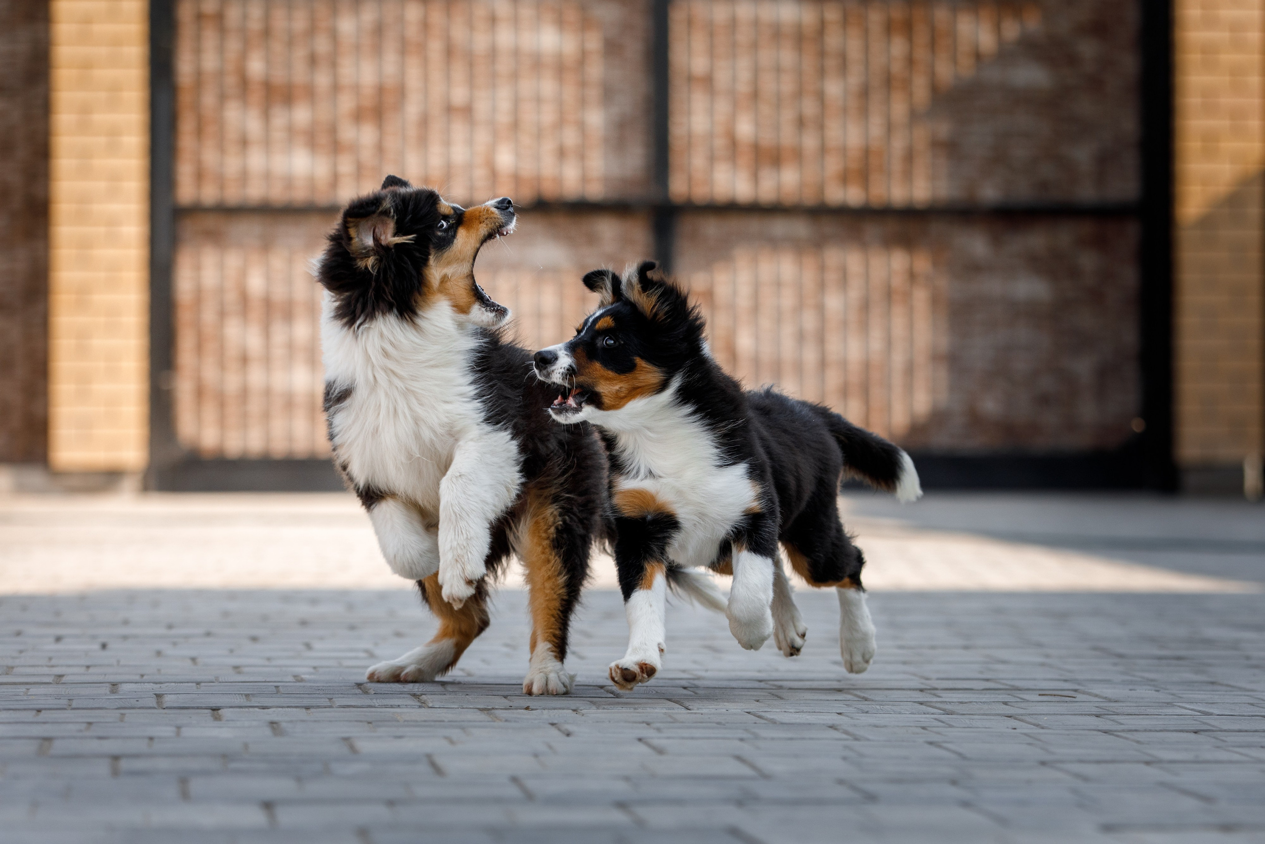 Смешарики. О нас