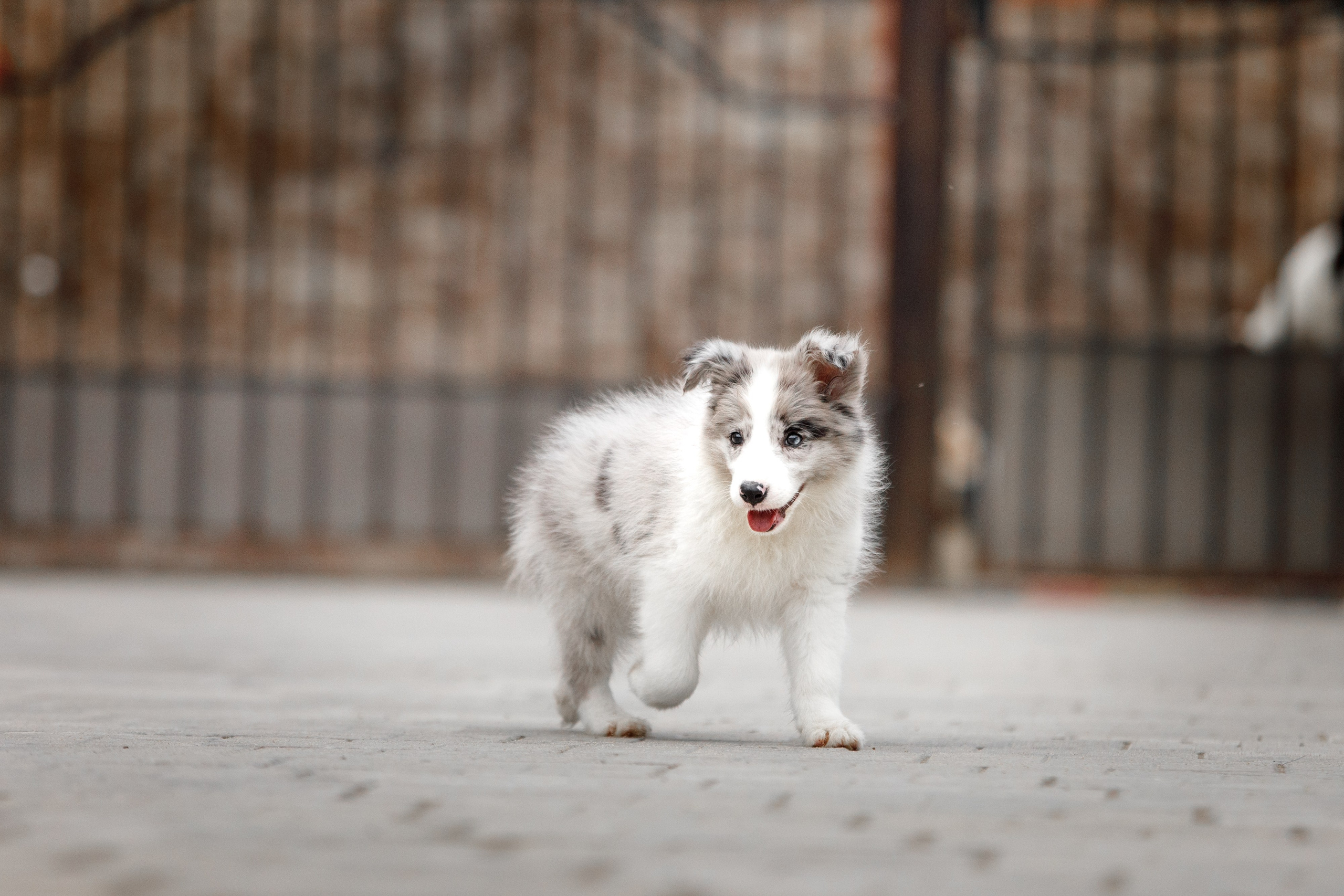 Болтовня в саду. О нас