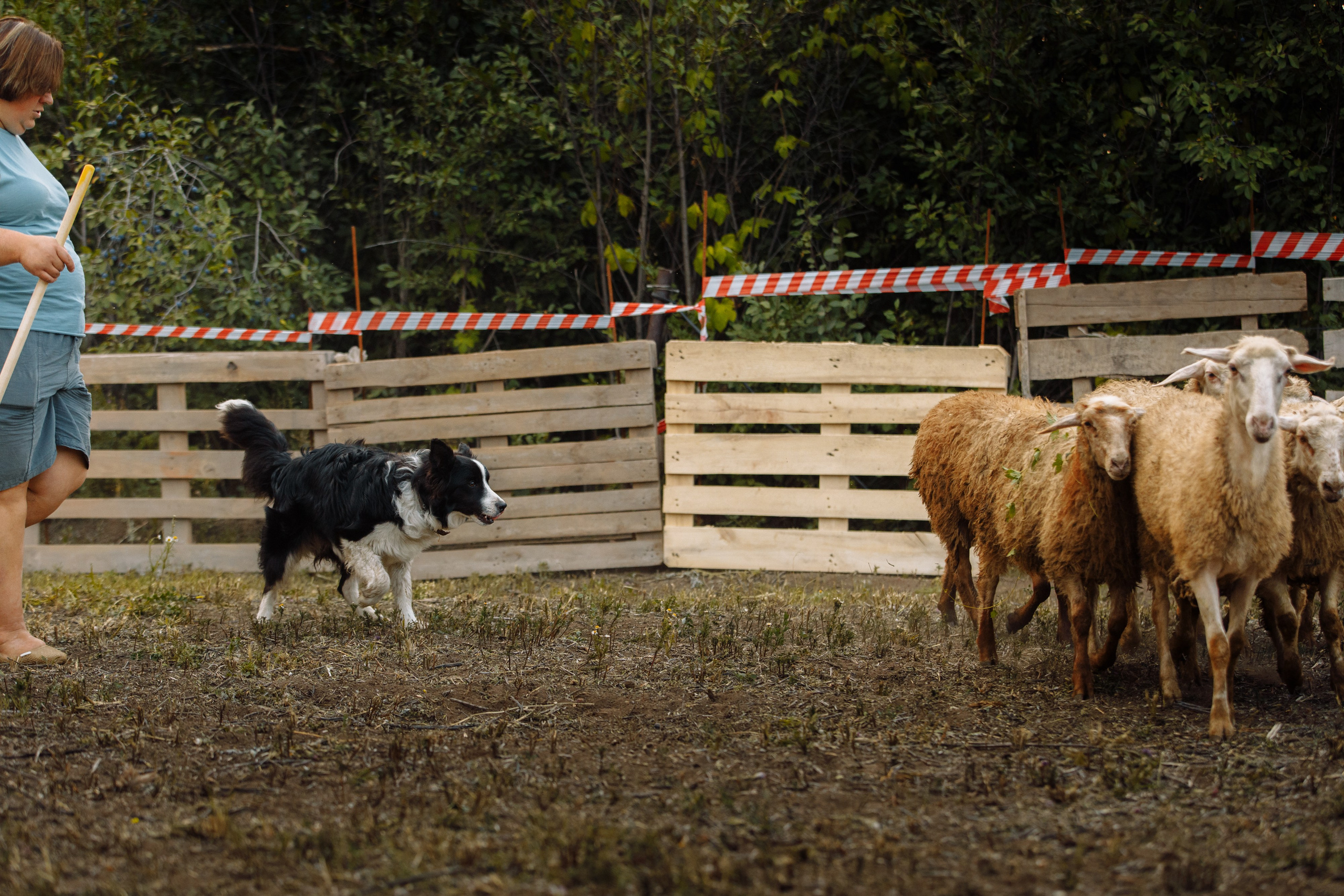 Овечий день. О нас