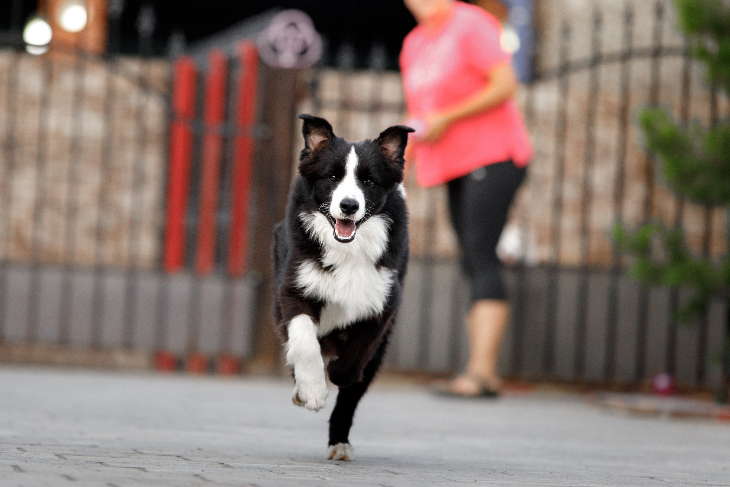 Болтовня в саду. О нас