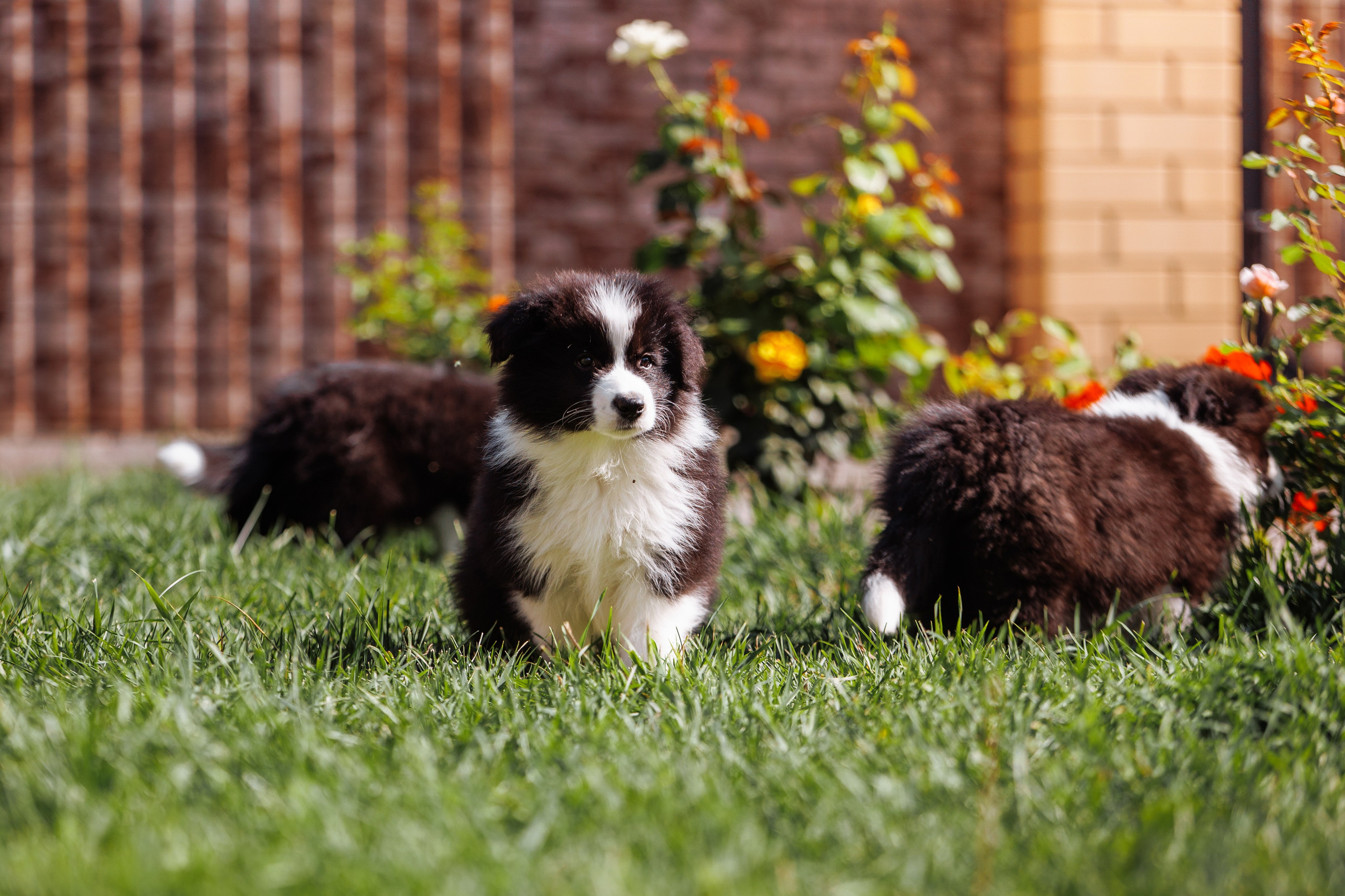 МММ — маленькое мягкое милое. О нас