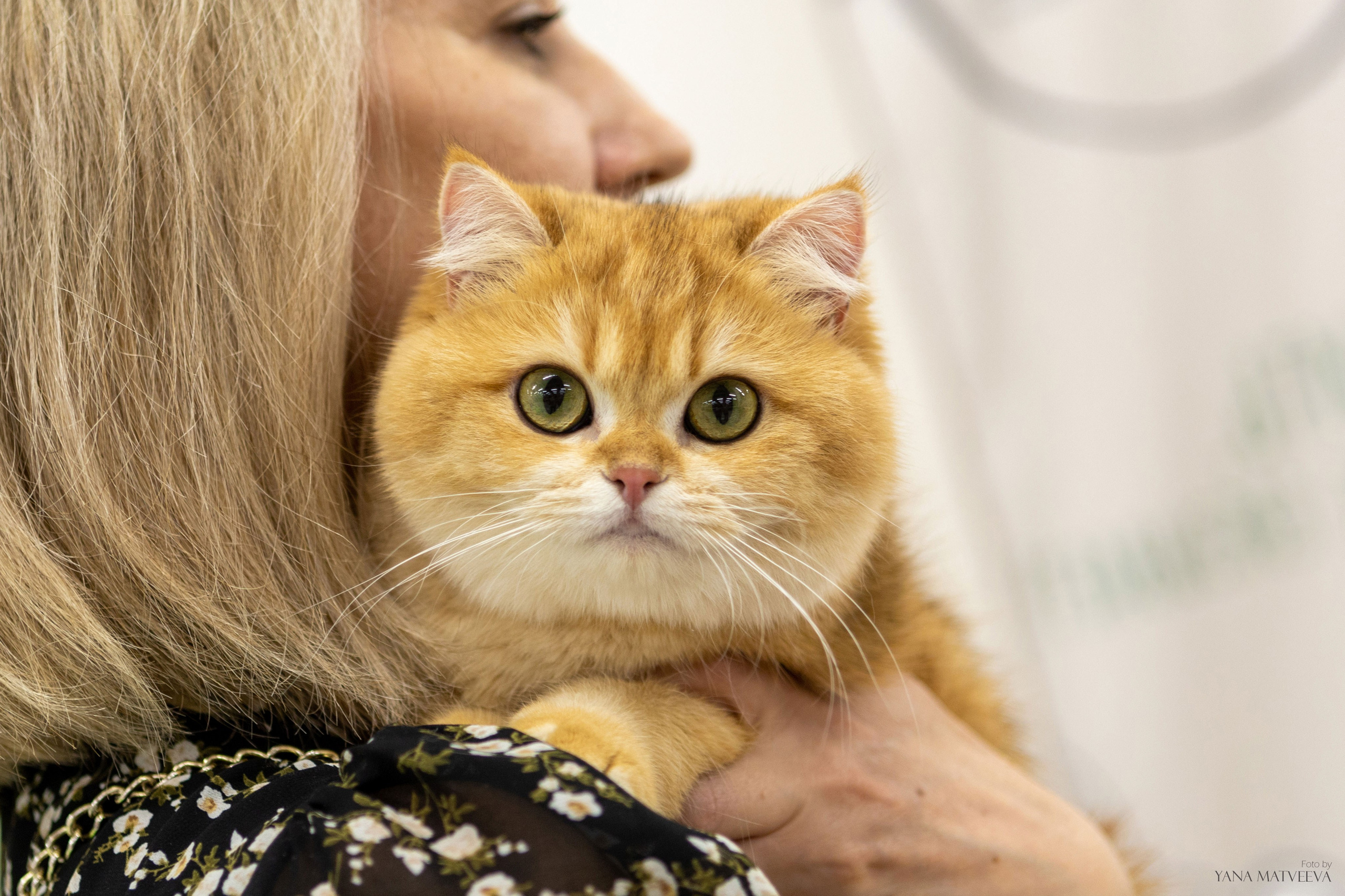 Кошки. Фотограф Яна Матвеева в Ижевске