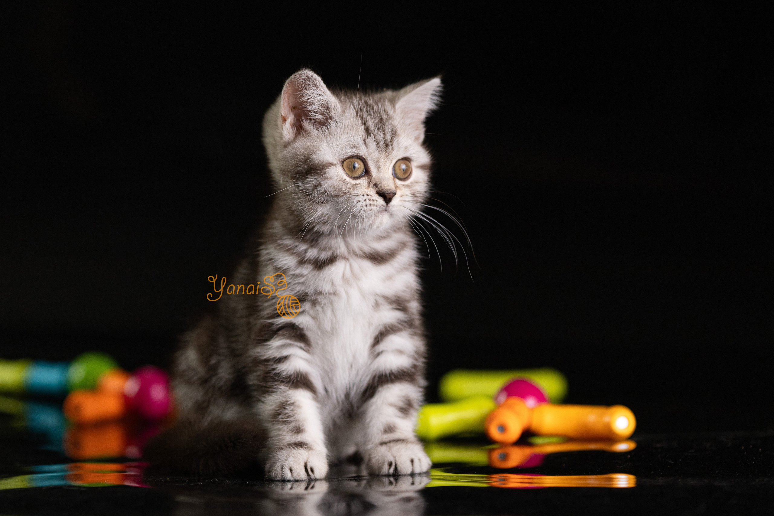 Котята. Фотограф Яна Матвеева в Ижевске