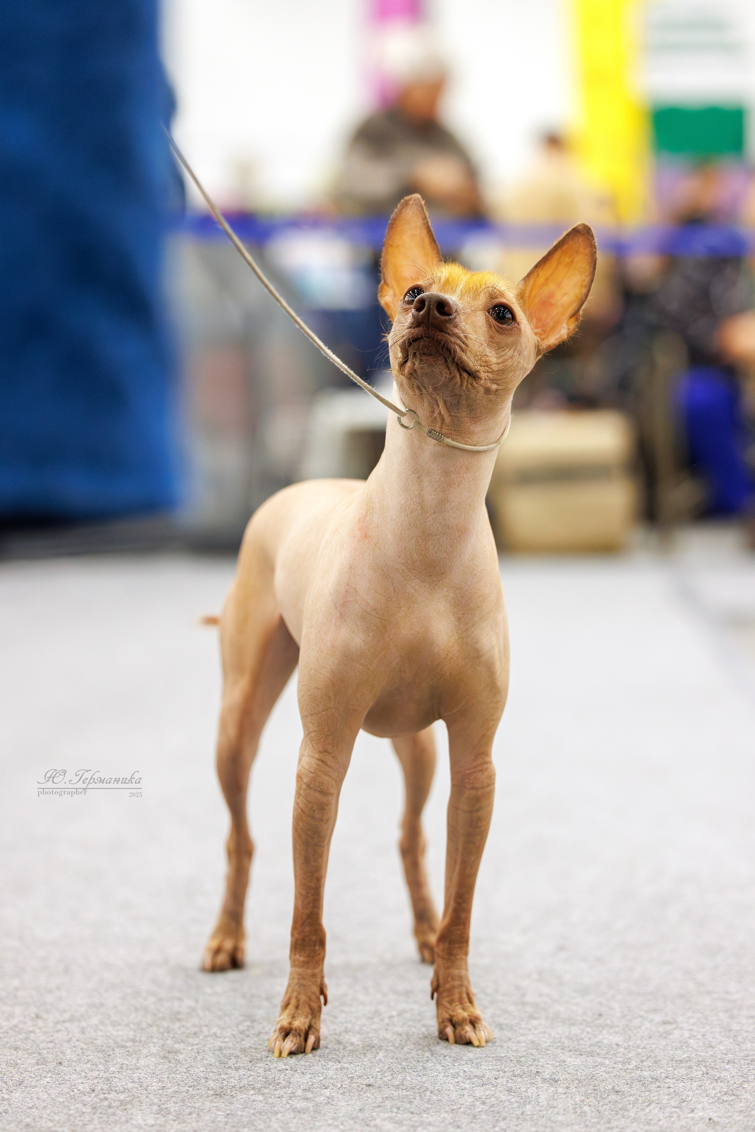 Питер 12-13.12.2025. Фотограф-анималист Юлия Германика