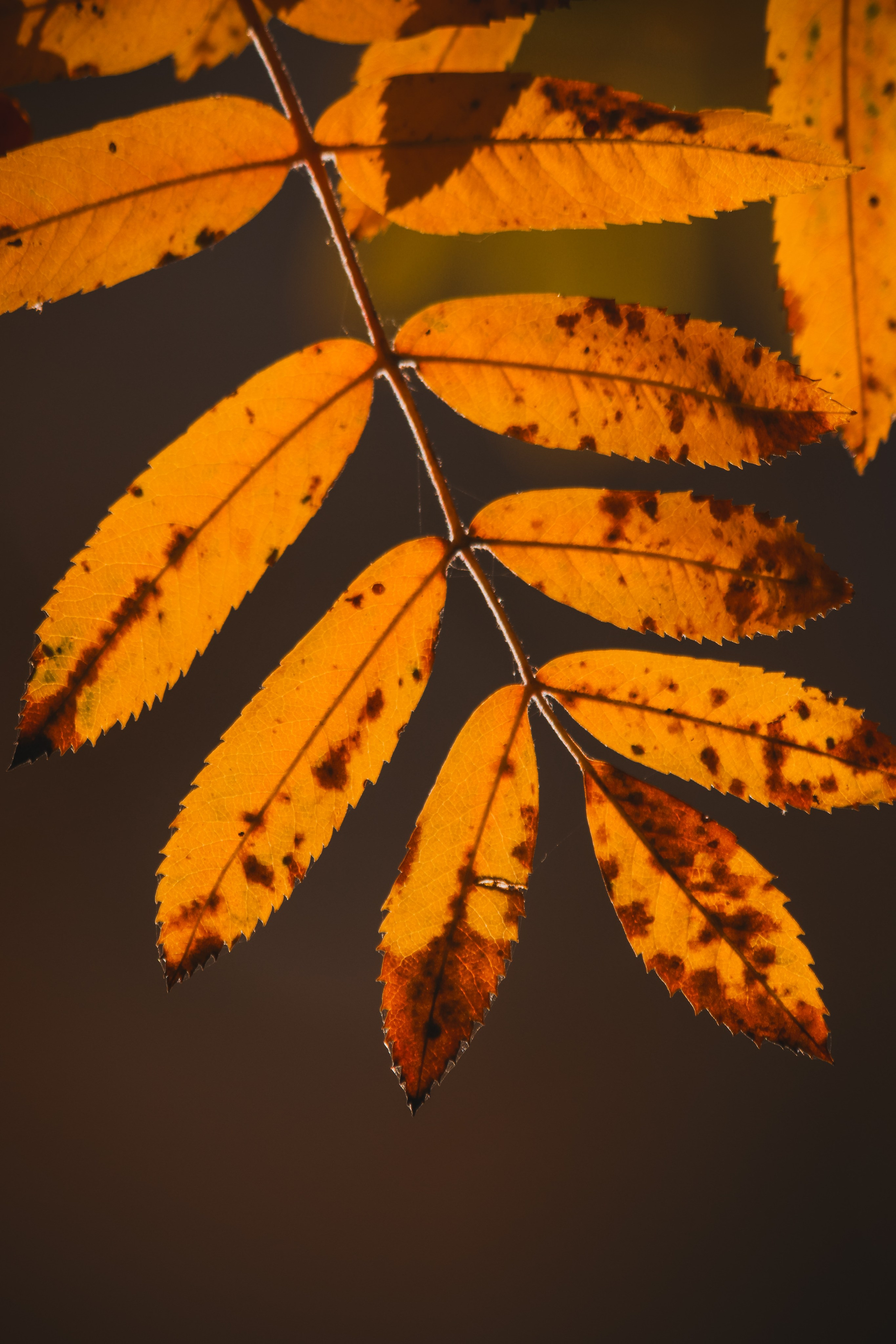 Ж Е Л Т Ы Й. — Digital Noise —