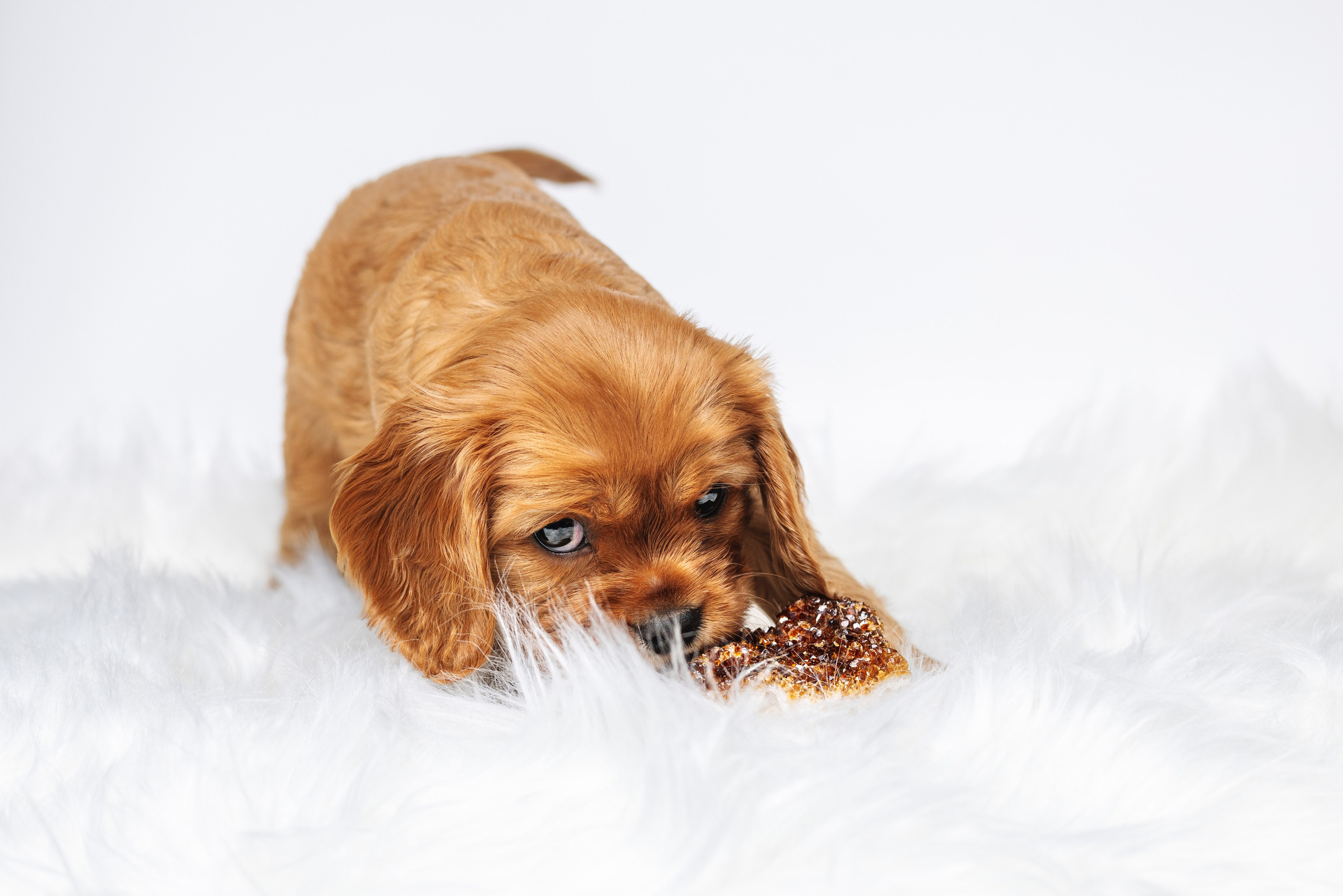 ККЧС. Фотограф анималист Осипчикова Мария