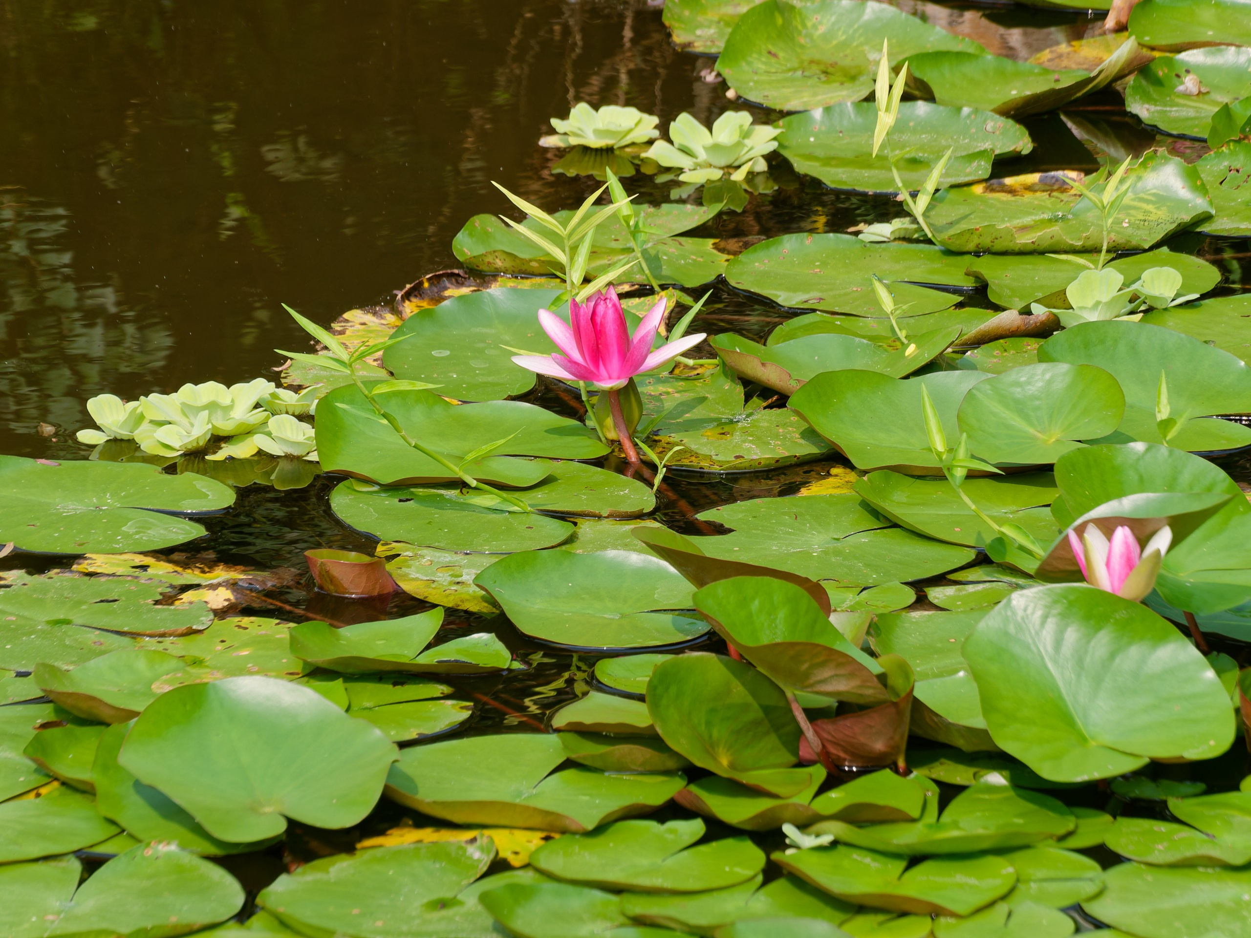 Хайнань 2026, флора, цветы и деревья. Фотопрогулки по Миру