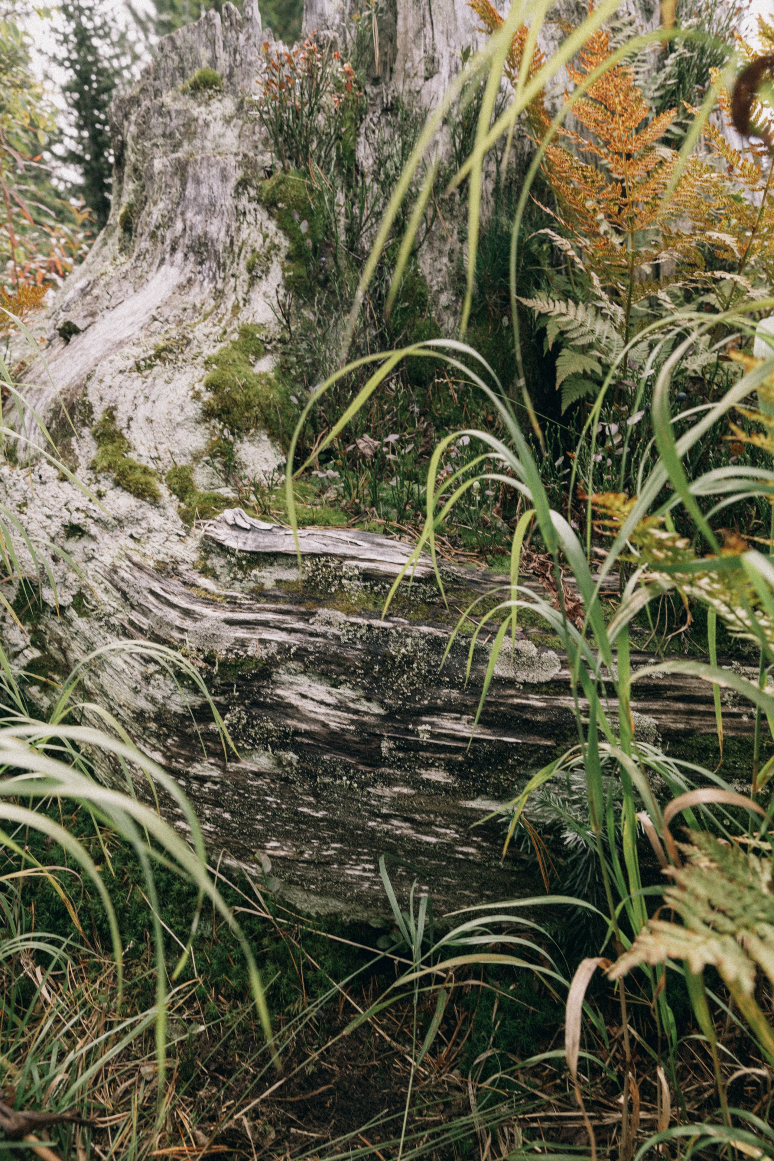 Алтай, природа и эстетика. Александр Чернин. Семейный и событийный фотограф