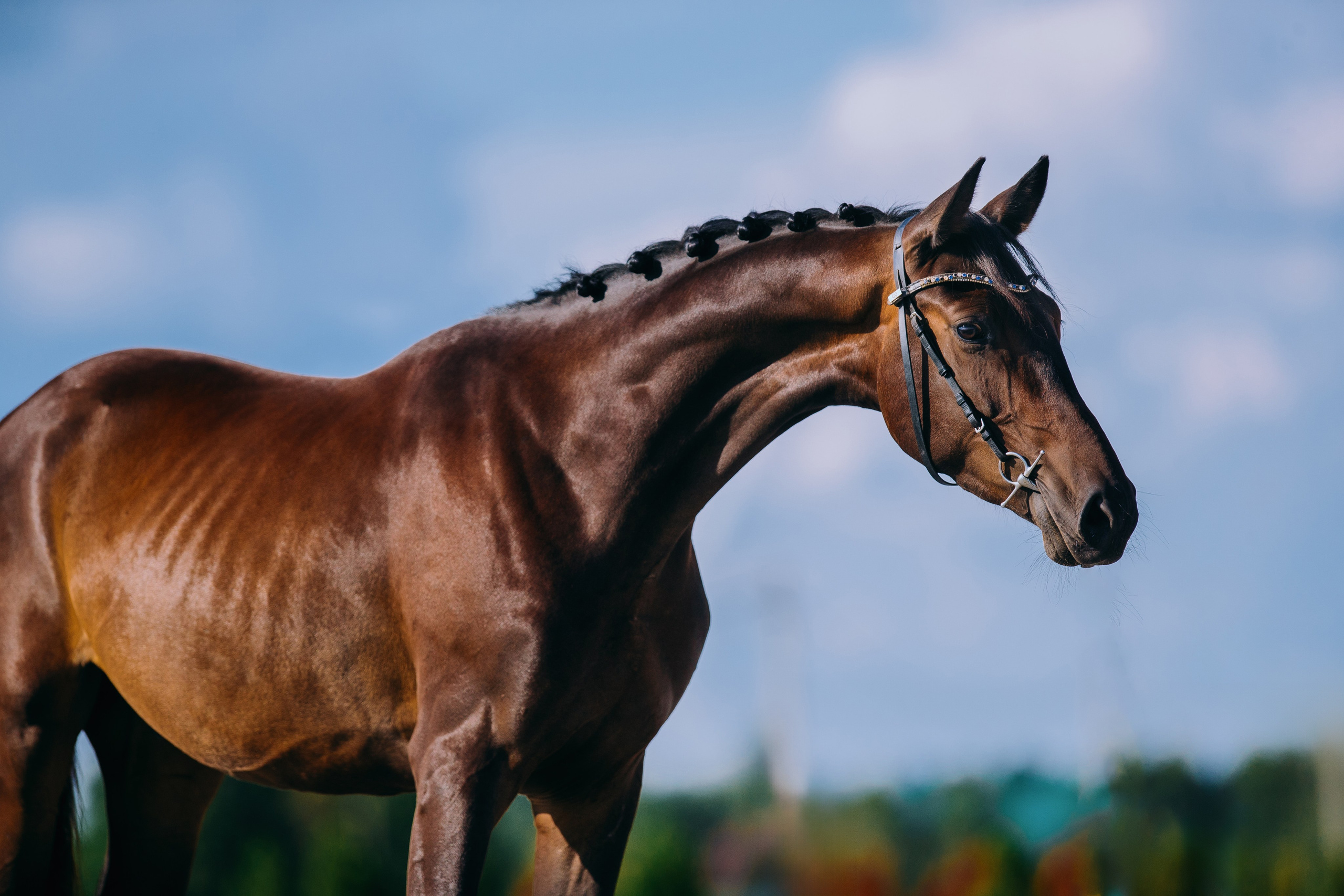 На природе. Фотограф-анималист Ксендзова Кристина