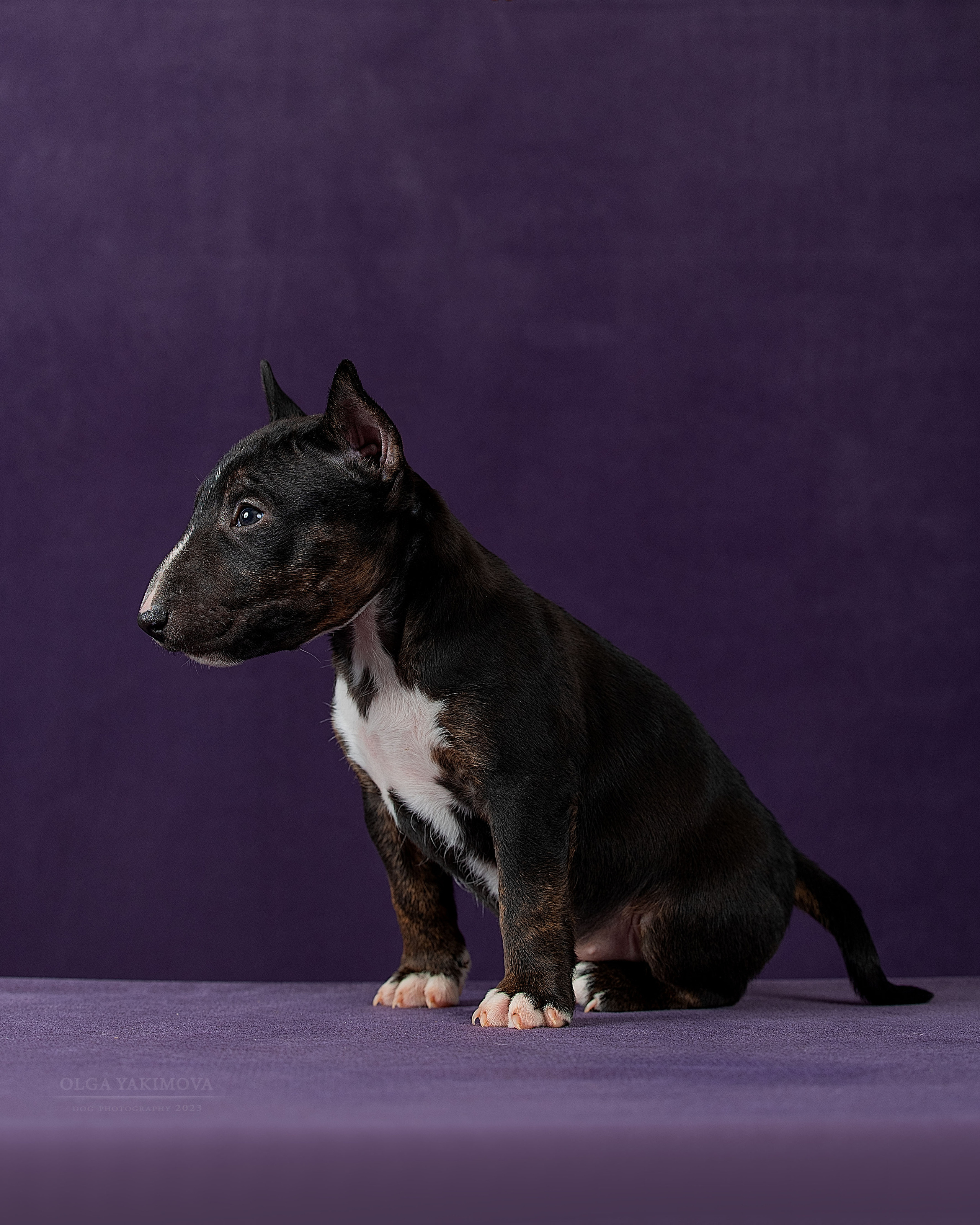 Щенки. Фотограф