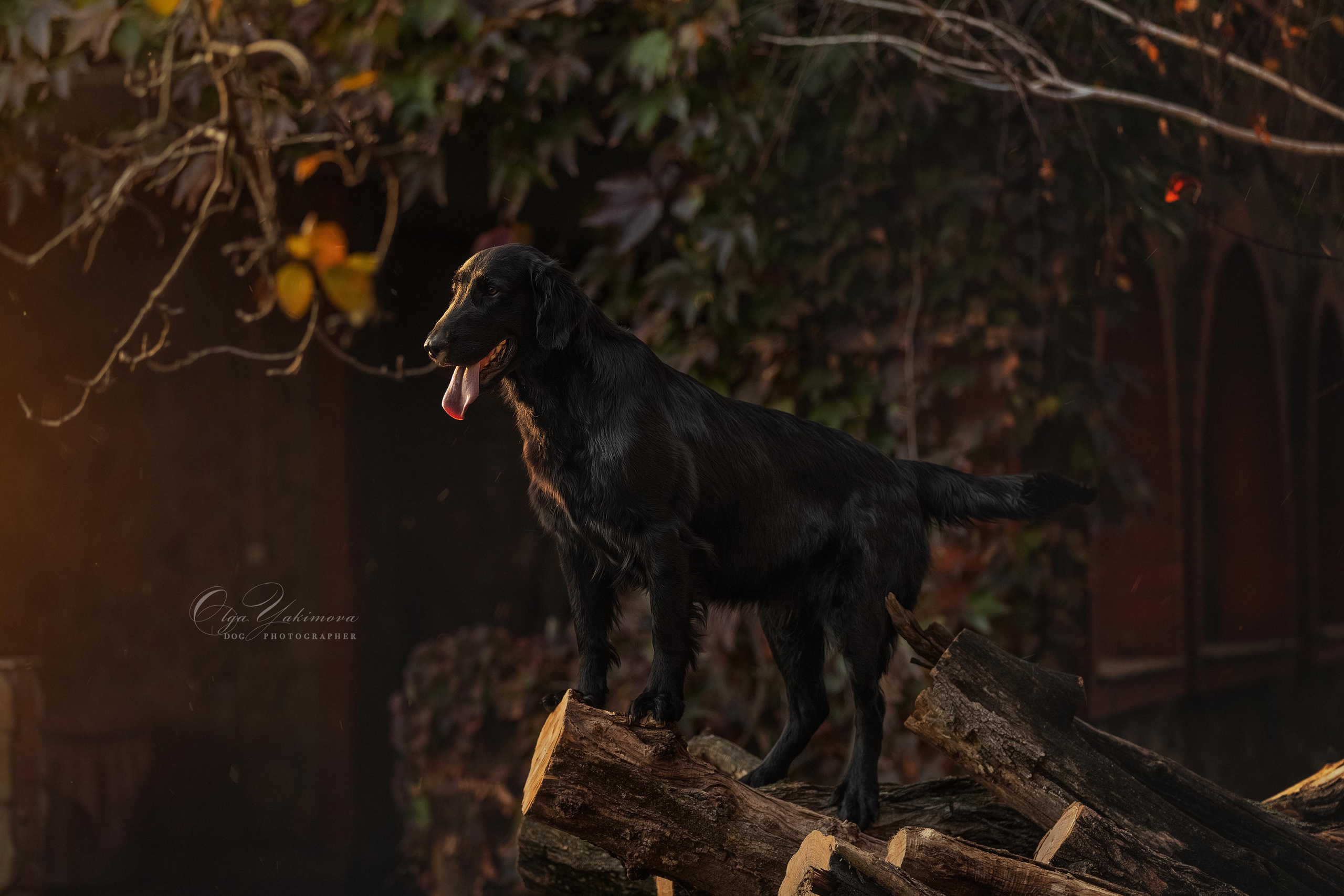 Экстерьер. Фотограф