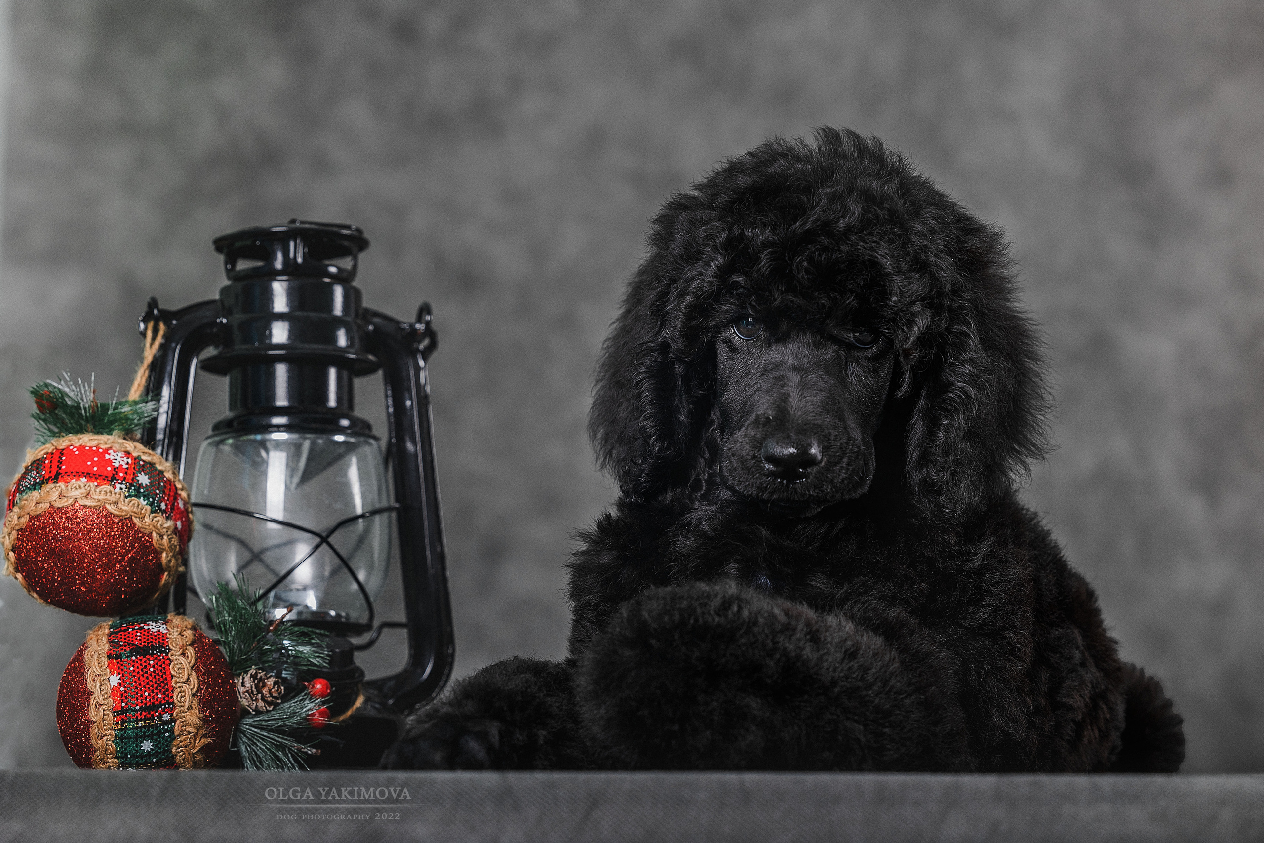 Красивые пудели