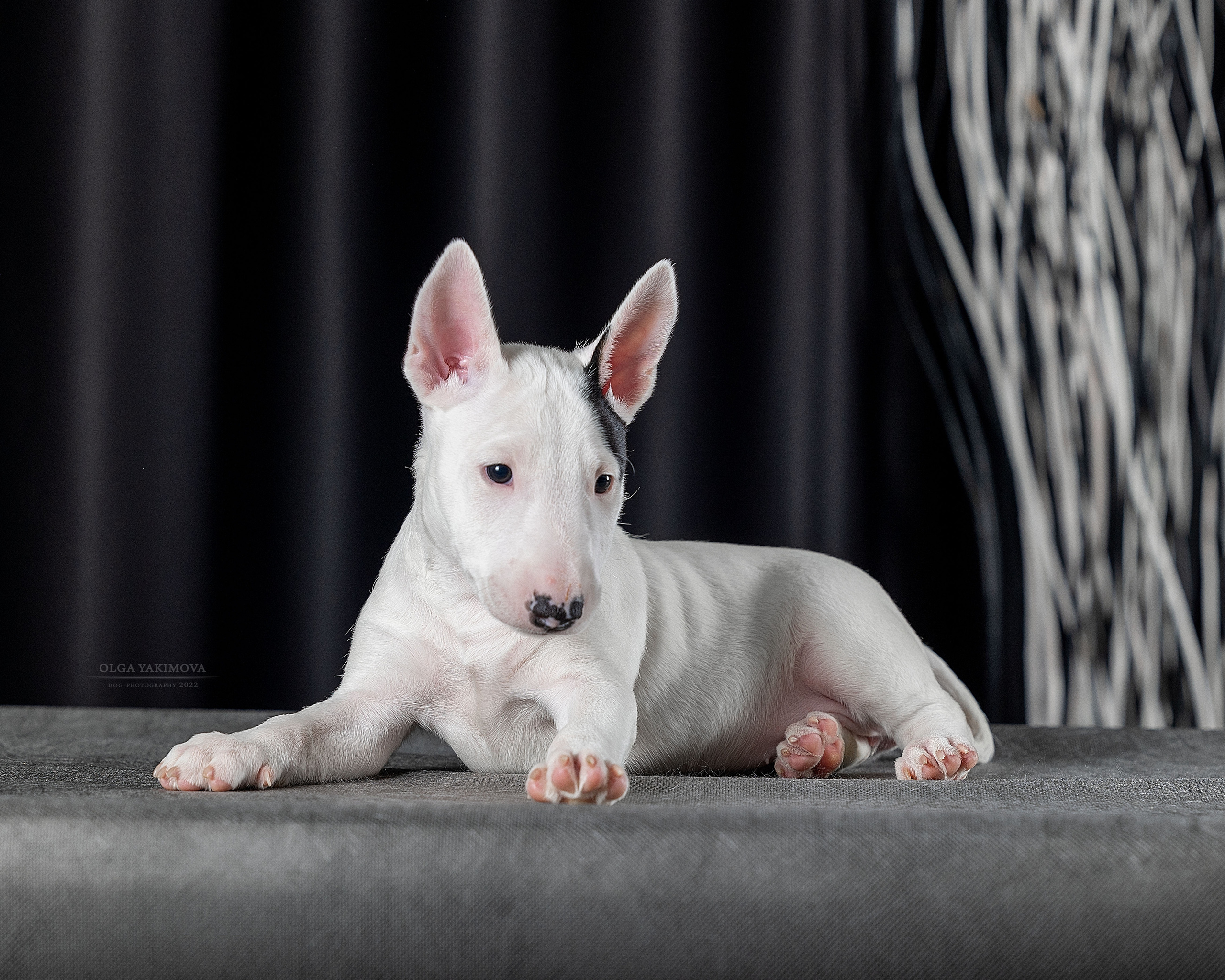 Щенки. Фотограф