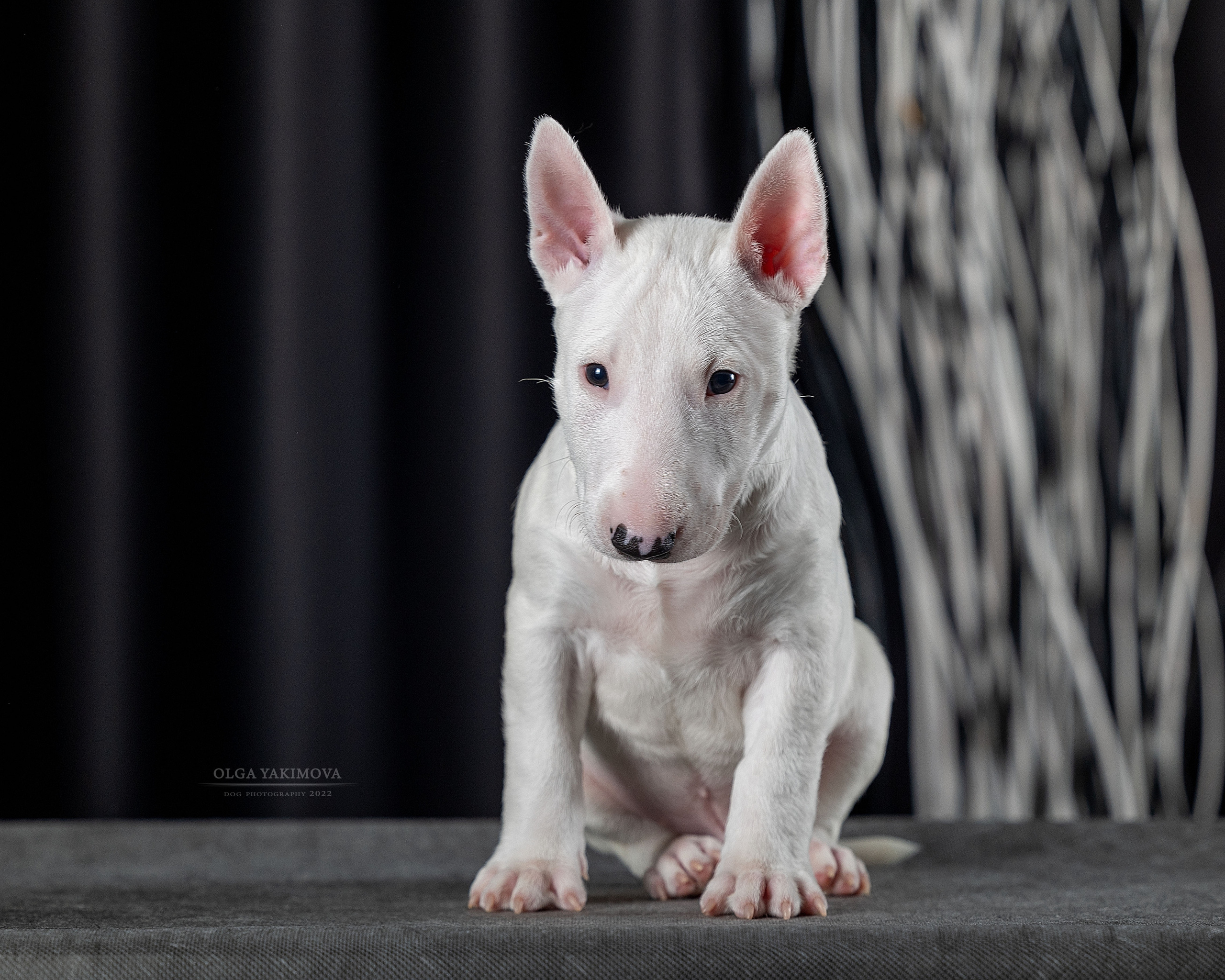 Щенки. Фотограф