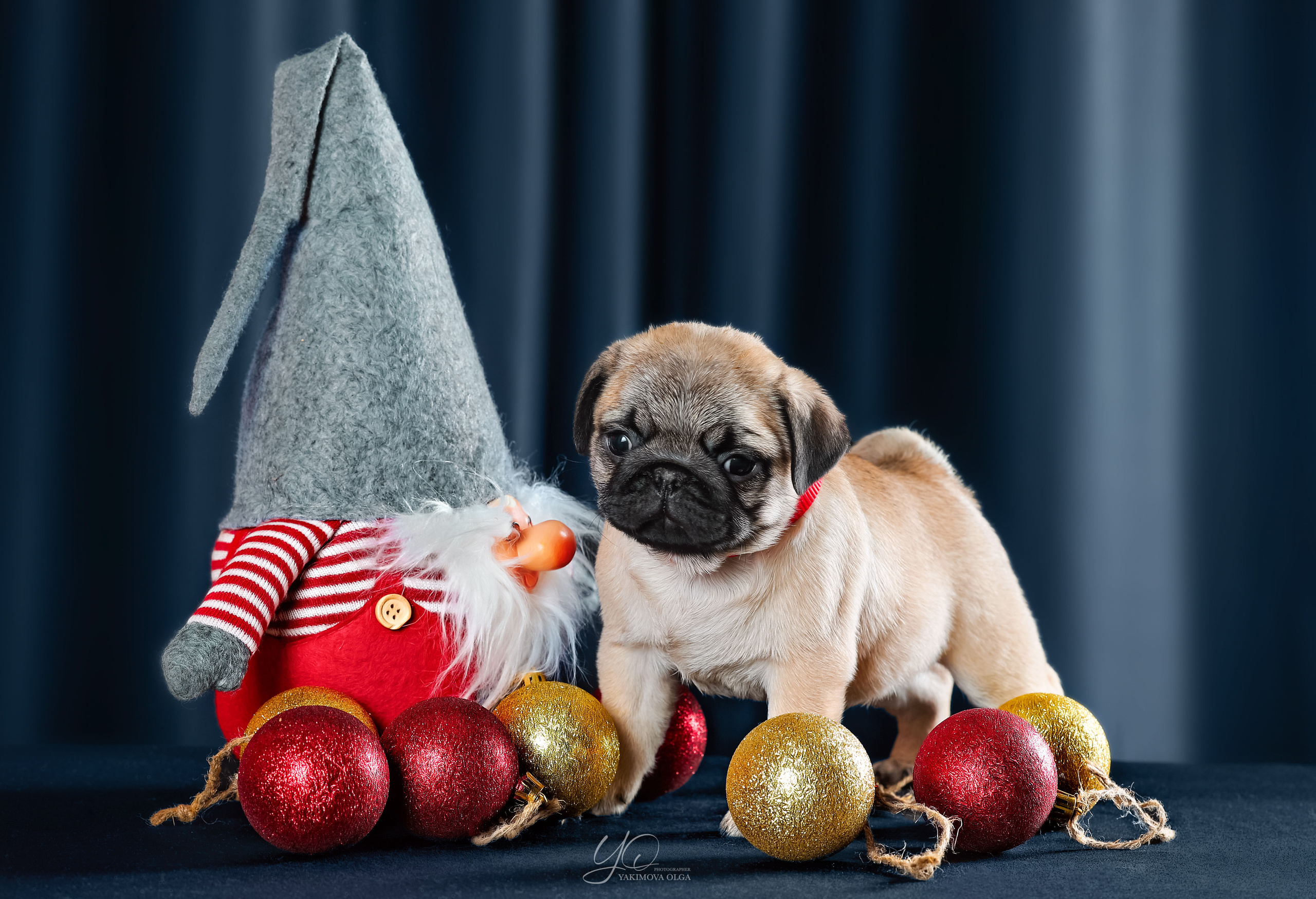 Щенки. Фотограф