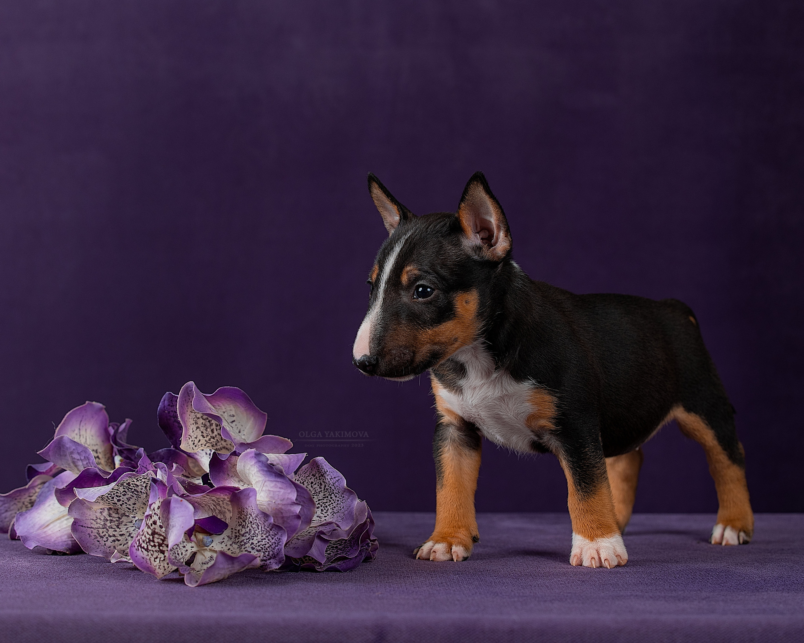 Щенки. Фотограф