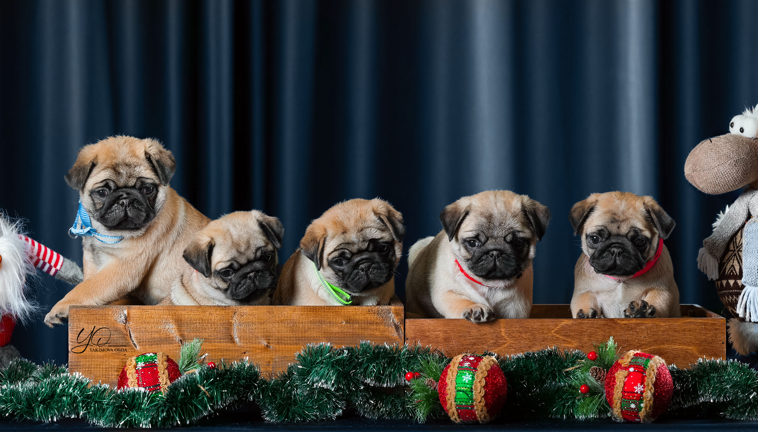 Щенки. Фотограф