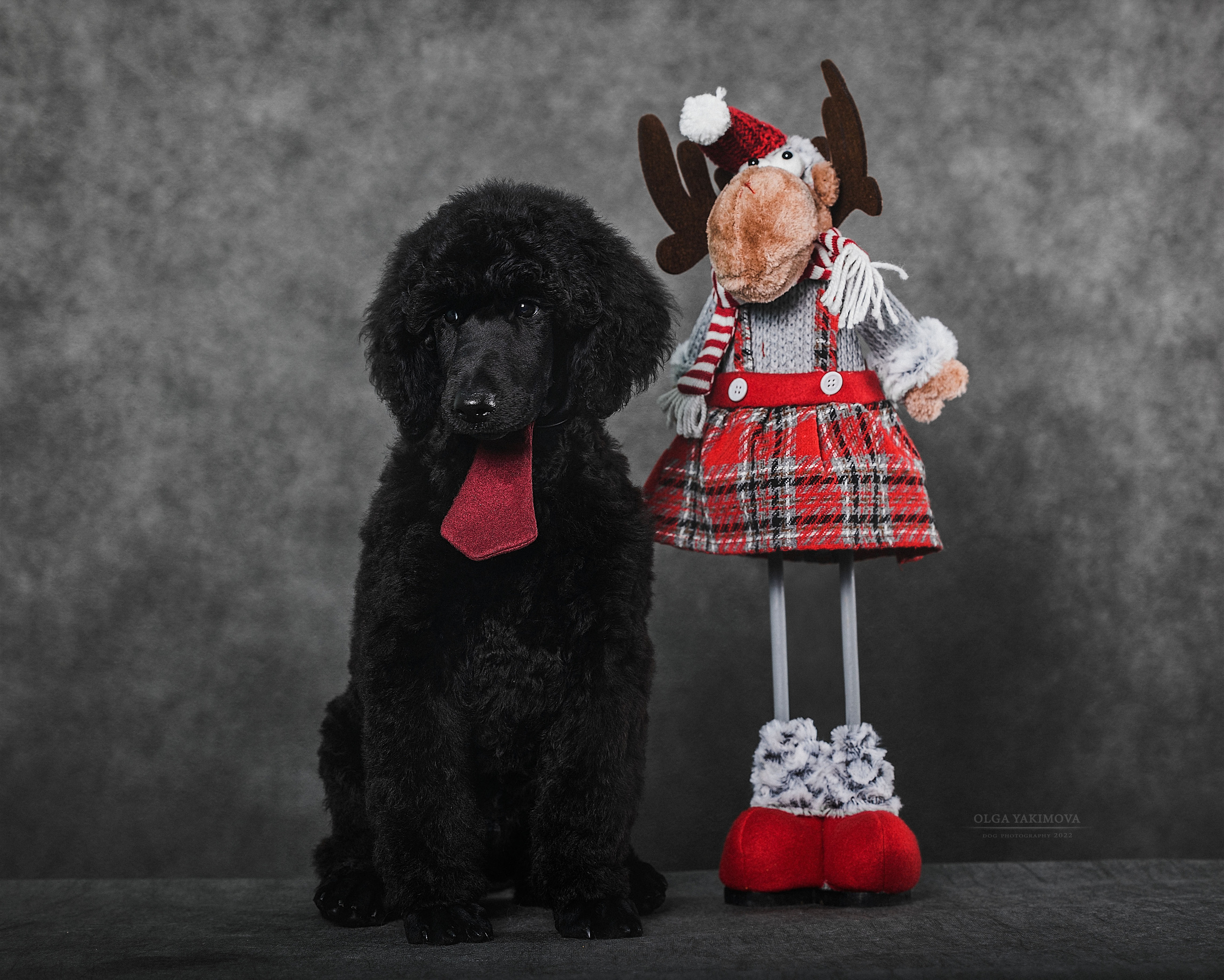 Щенки. Фотограф