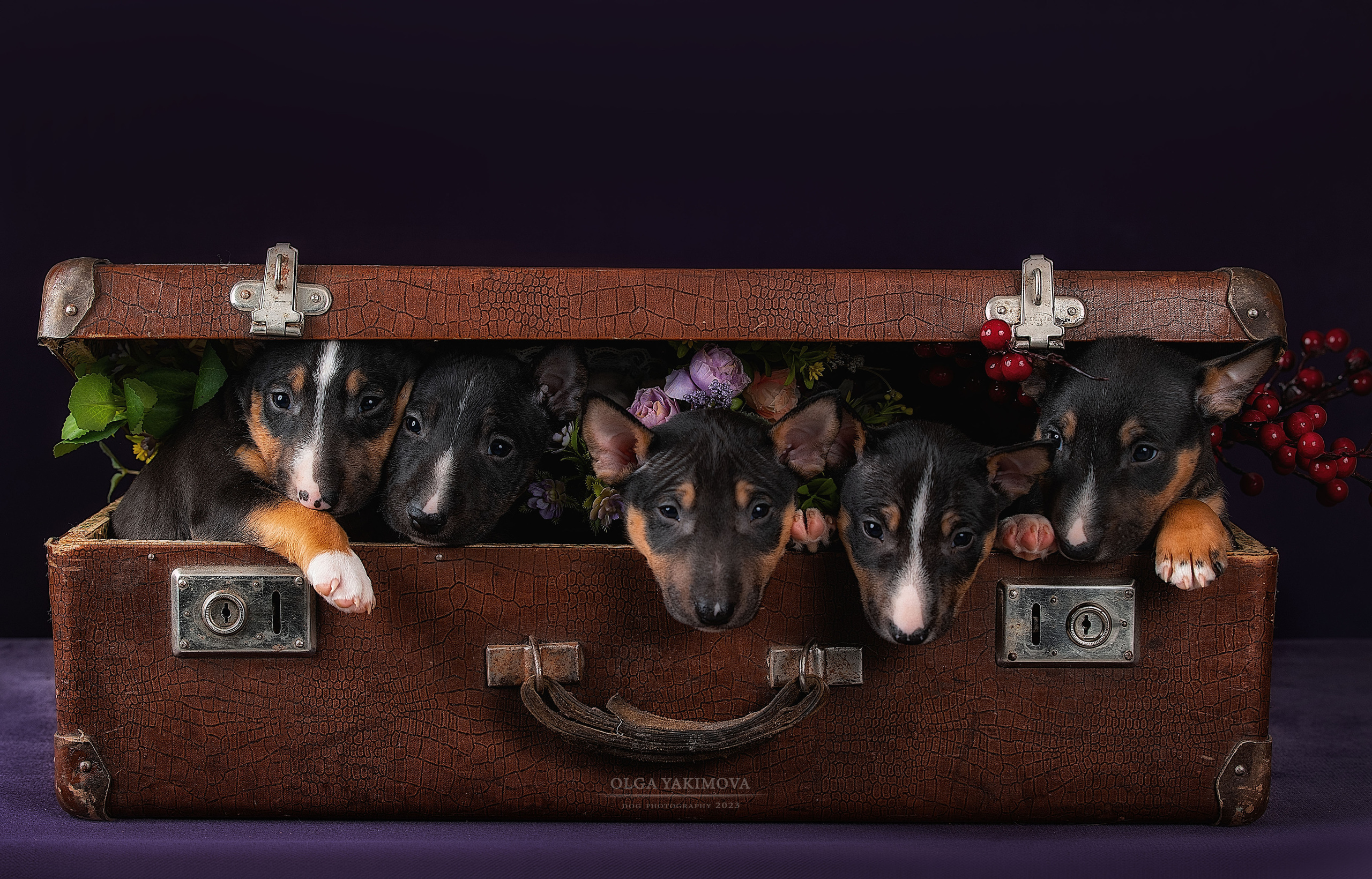 Щенки. Фотограф