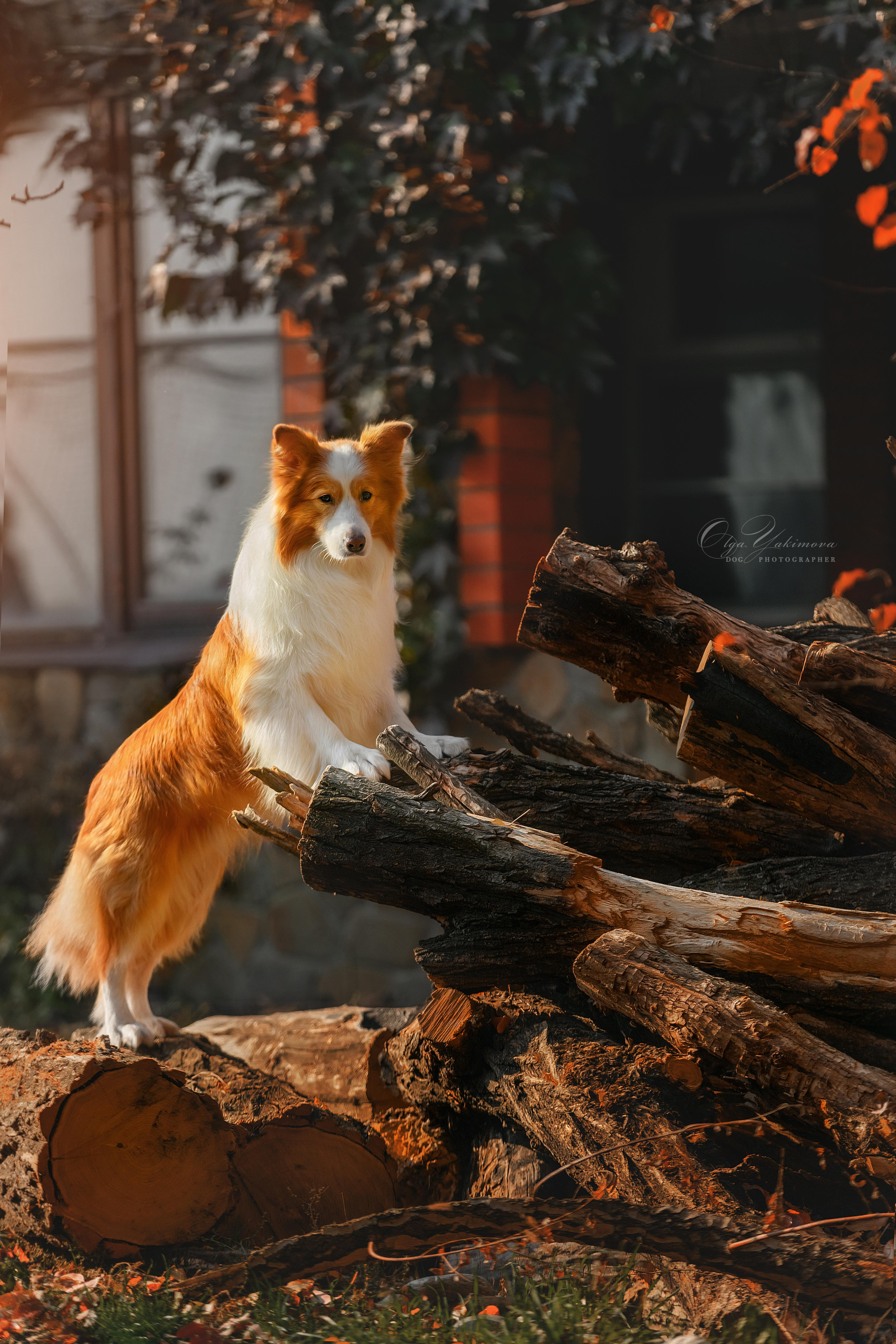 Экстерьер. Фотограф