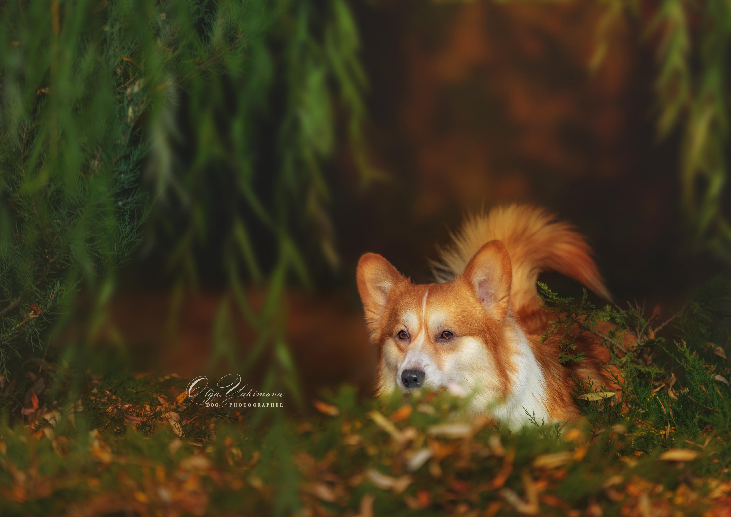 Экстерьер. Фотограф