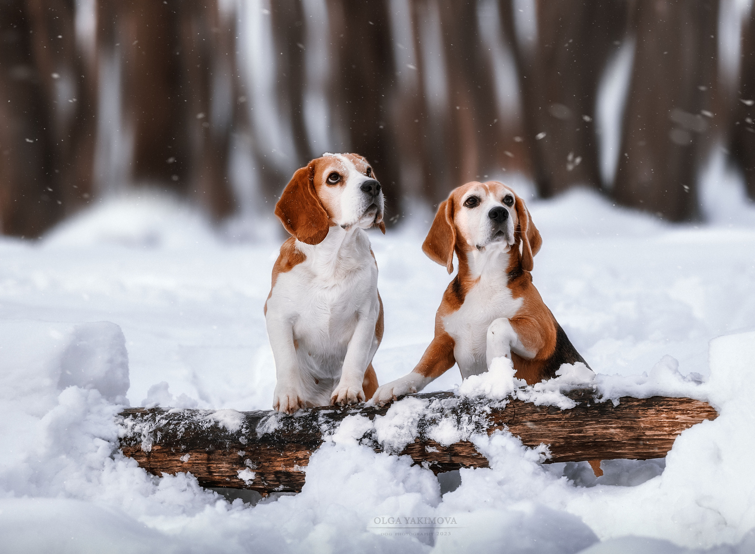 Анна. Фотограф